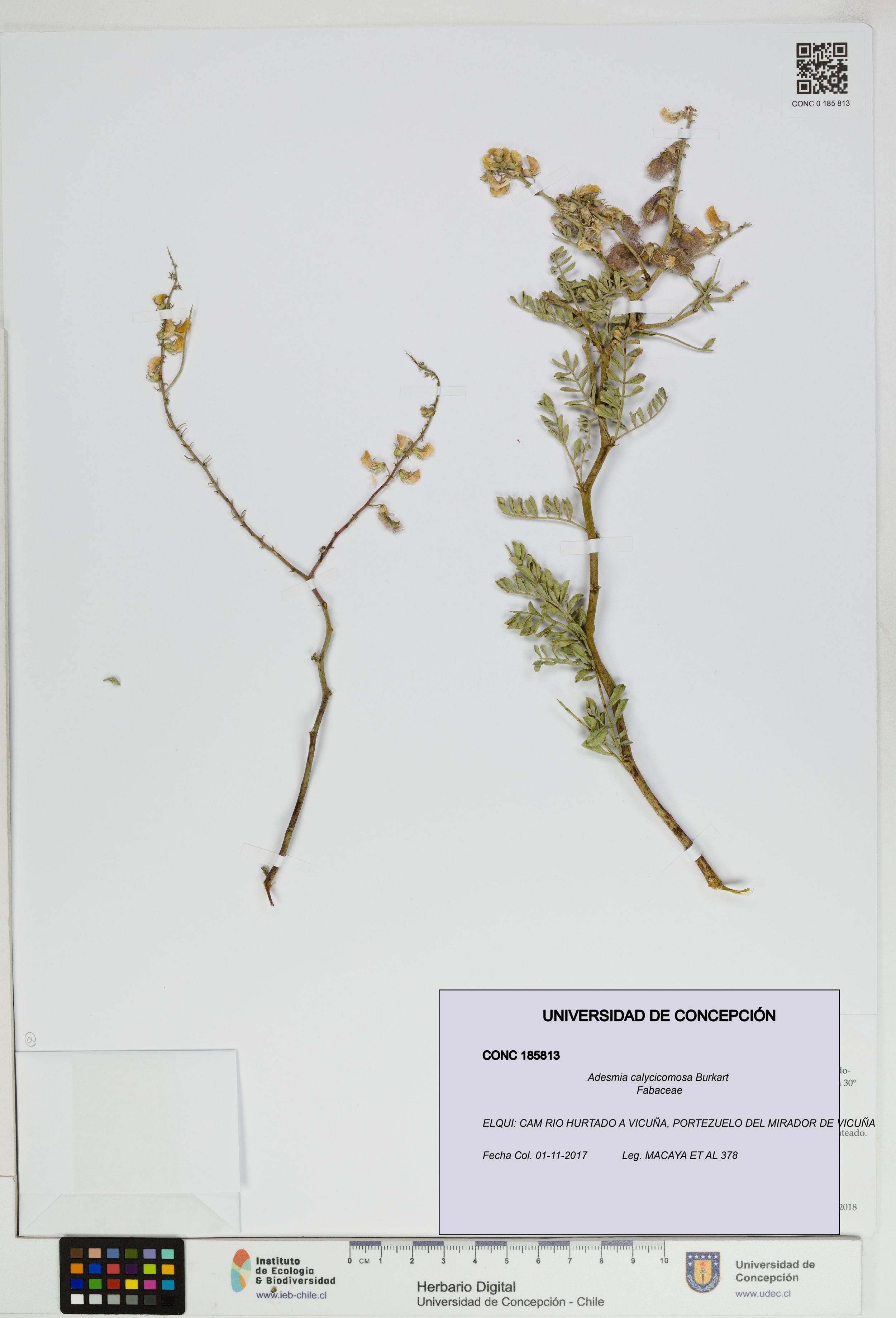Adesmia calycicomosa [Espécimen: ]