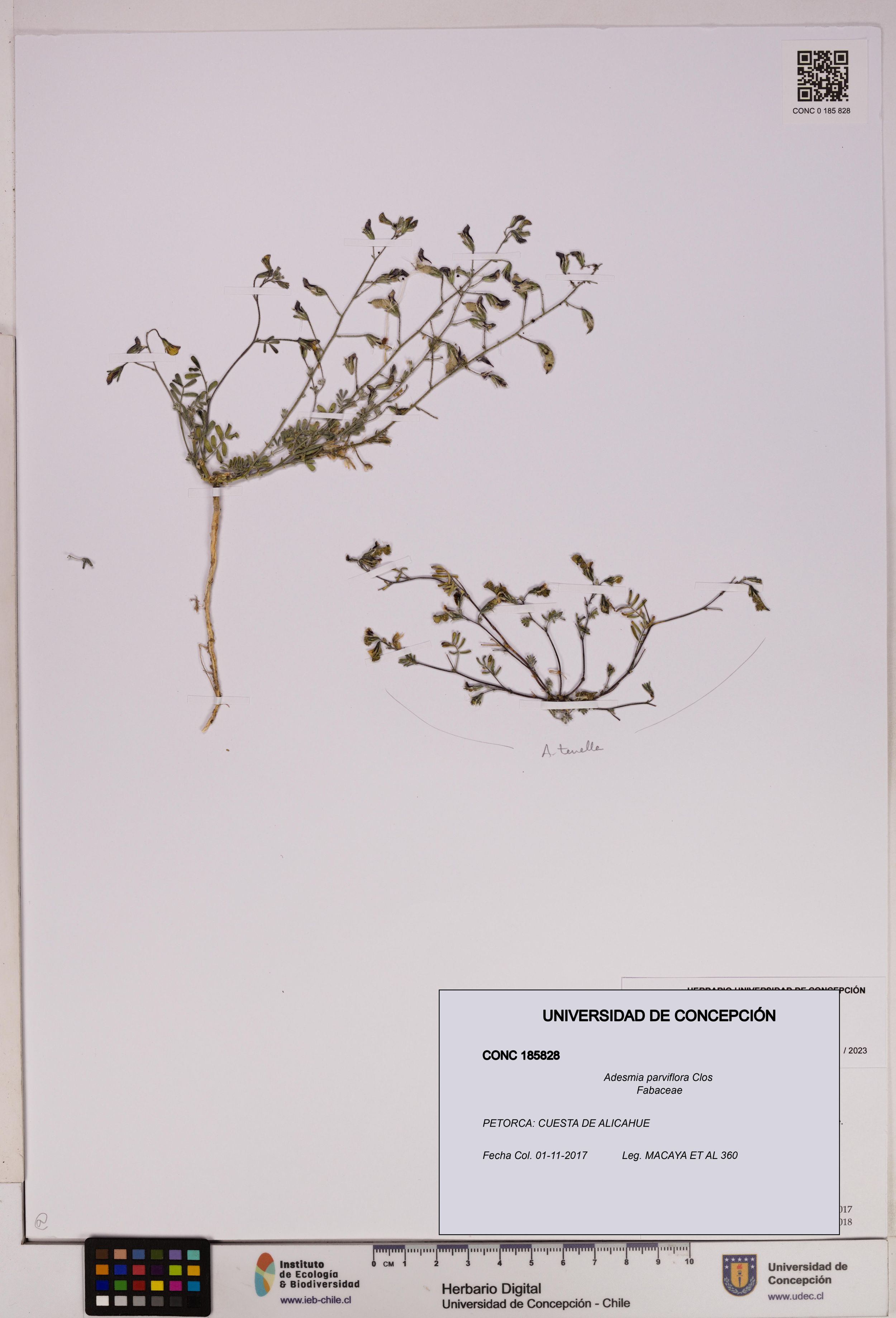 Adesmia parviflora [Espécimen: ]