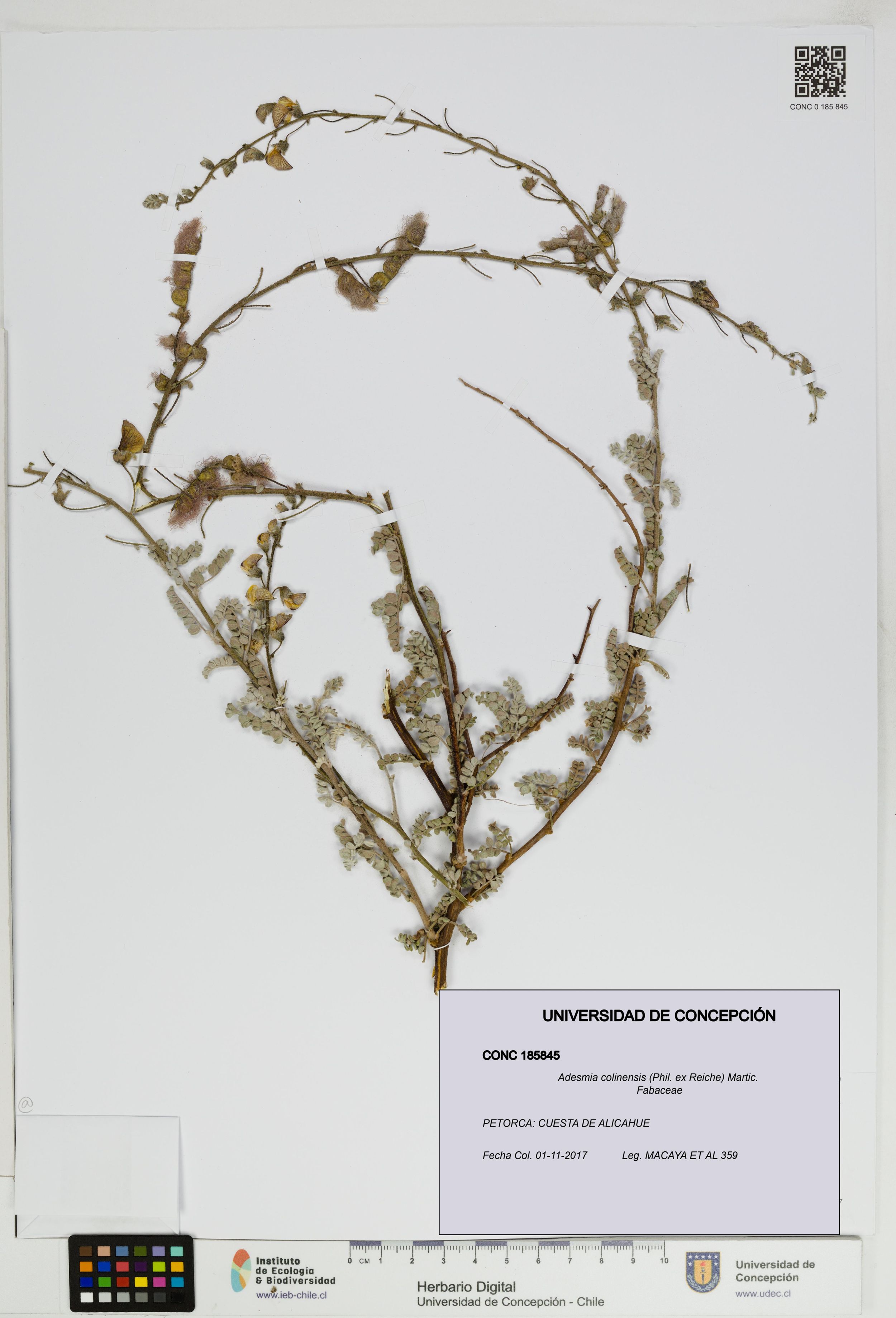 Adesmia colinensis [Espécimen: ]
