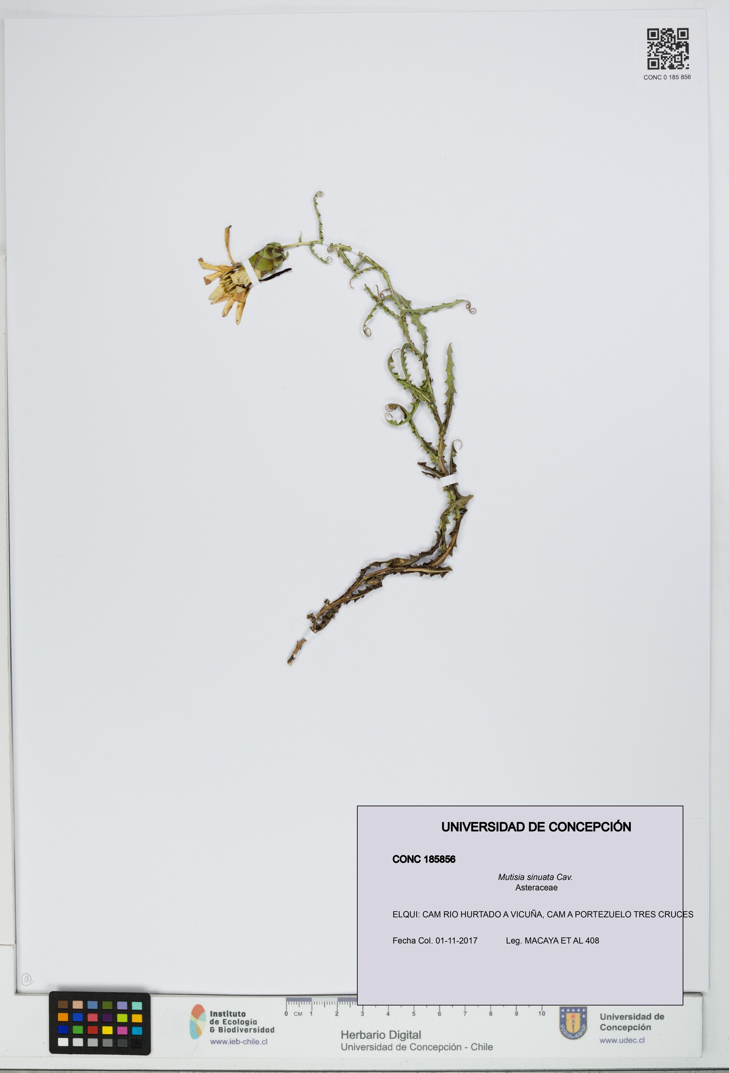 Mutisia sinuata [Espécimen: ]