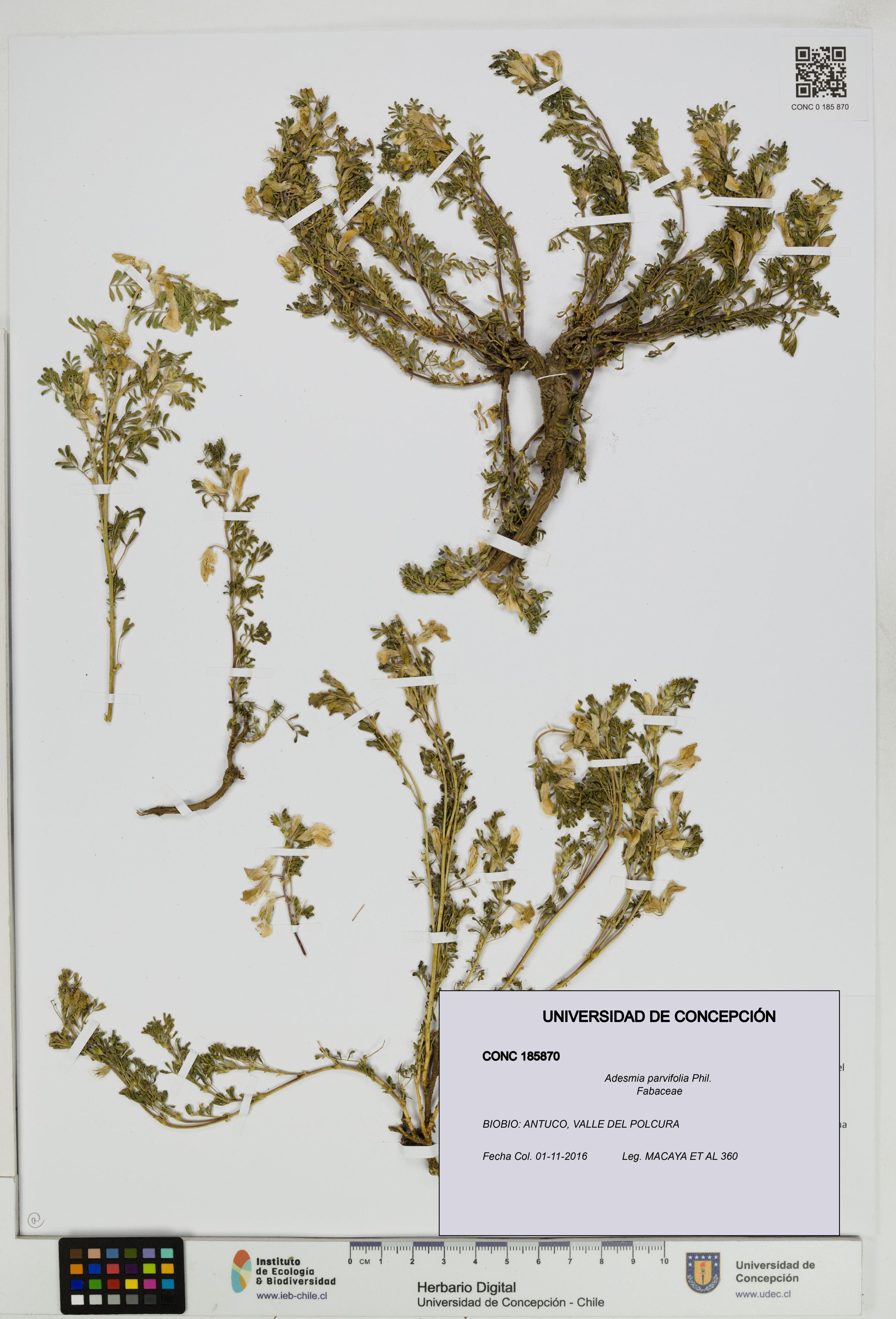 Adesmia parvifolia [Espécimen: ]