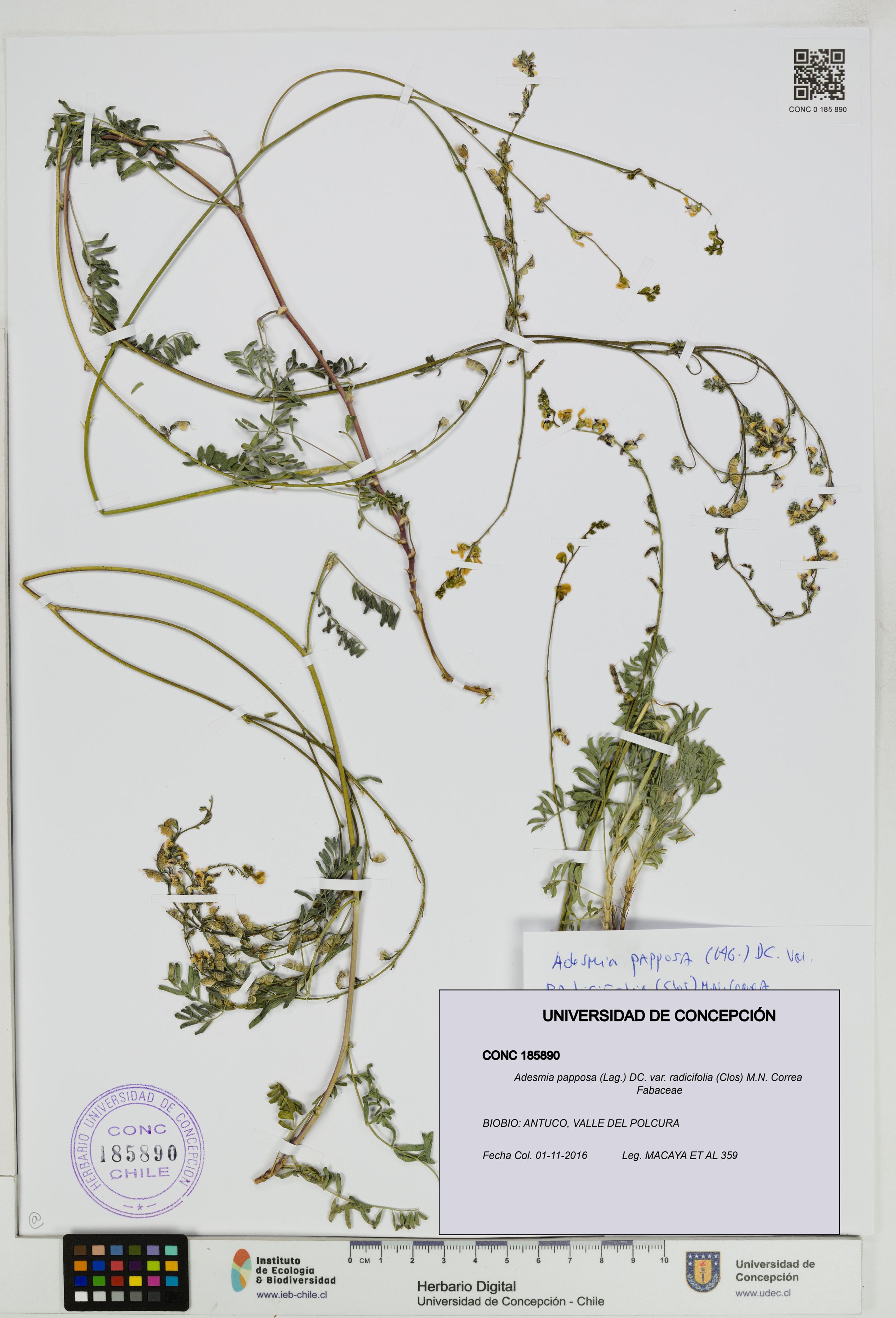 Adesmia papposa var. radicifolia [Espécimen: ]