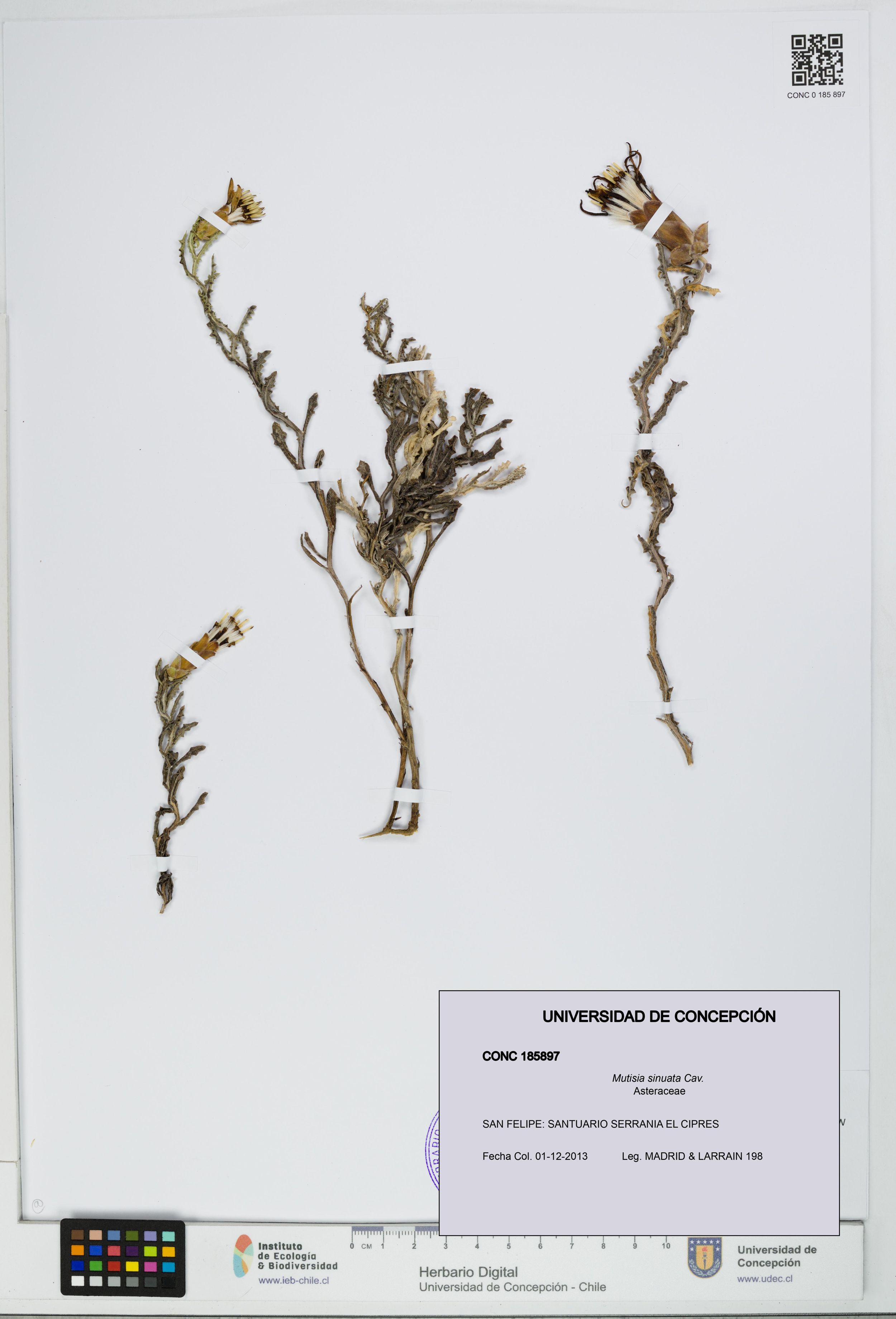 Mutisia sinuata [Espécimen: ]