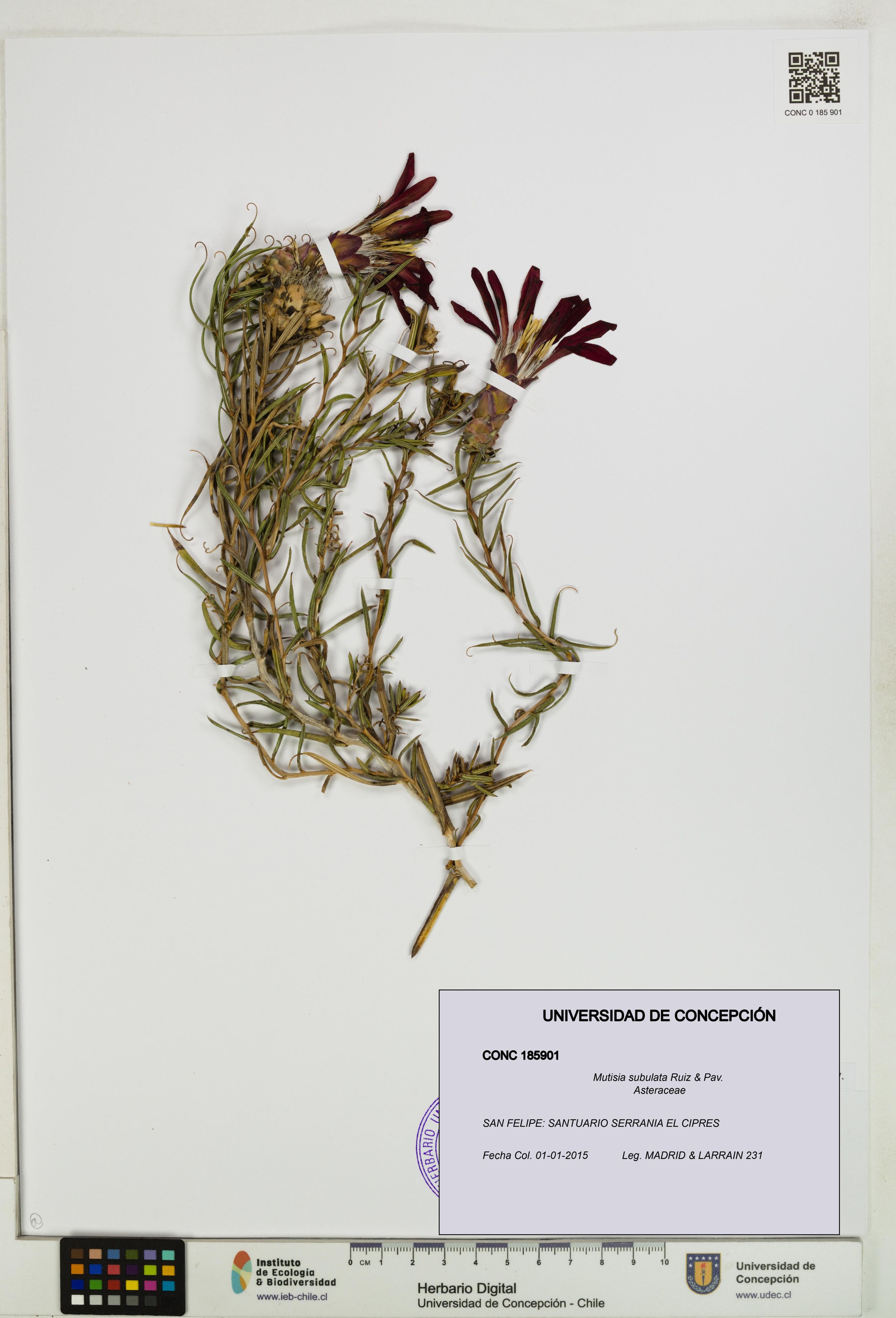Mutisia subulata [Espécimen: ]