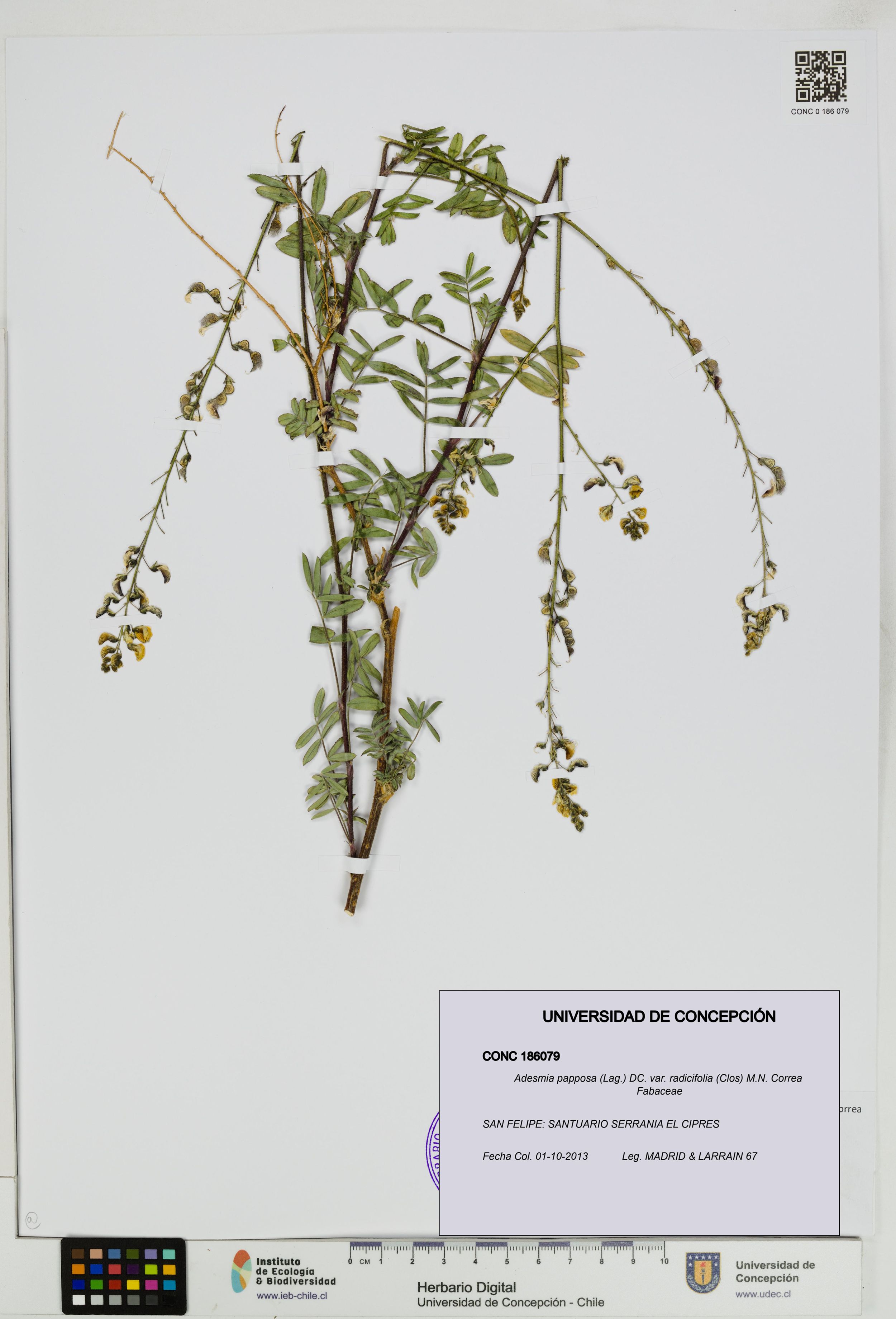 Adesmia papposa var. radicifolia [Espécimen: ]