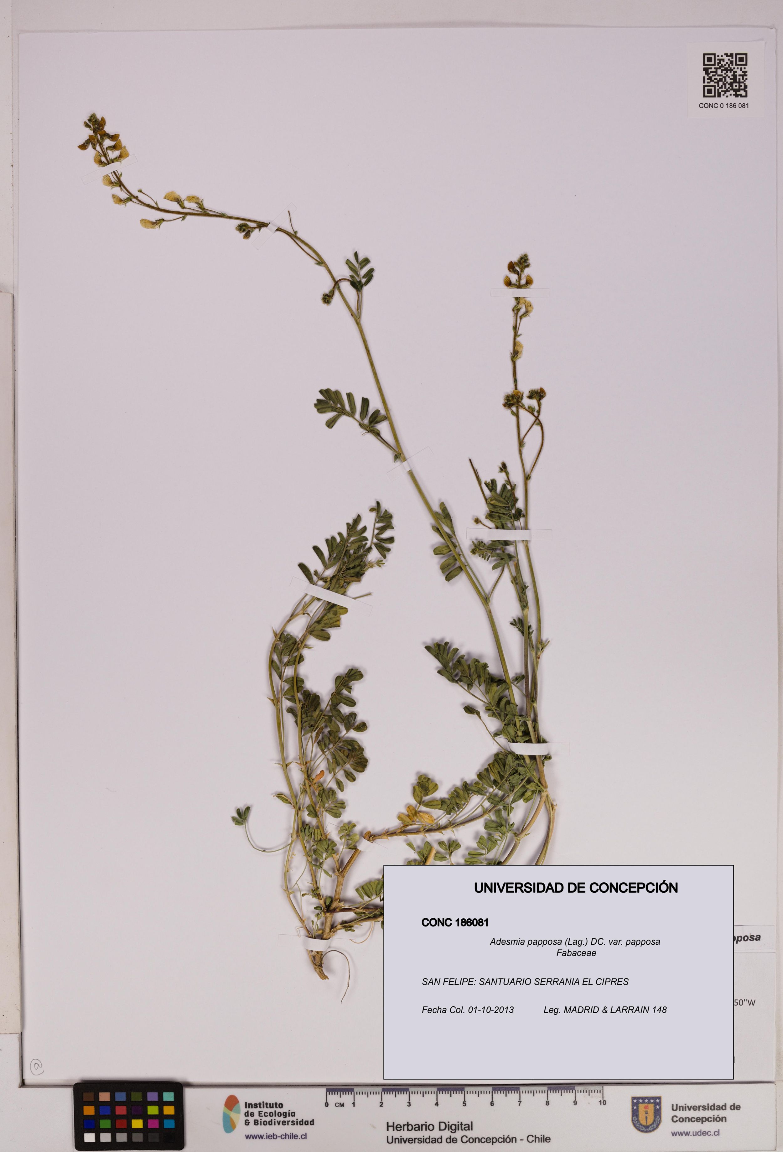 Adesmia papposa var. papposa [Espécimen: ]