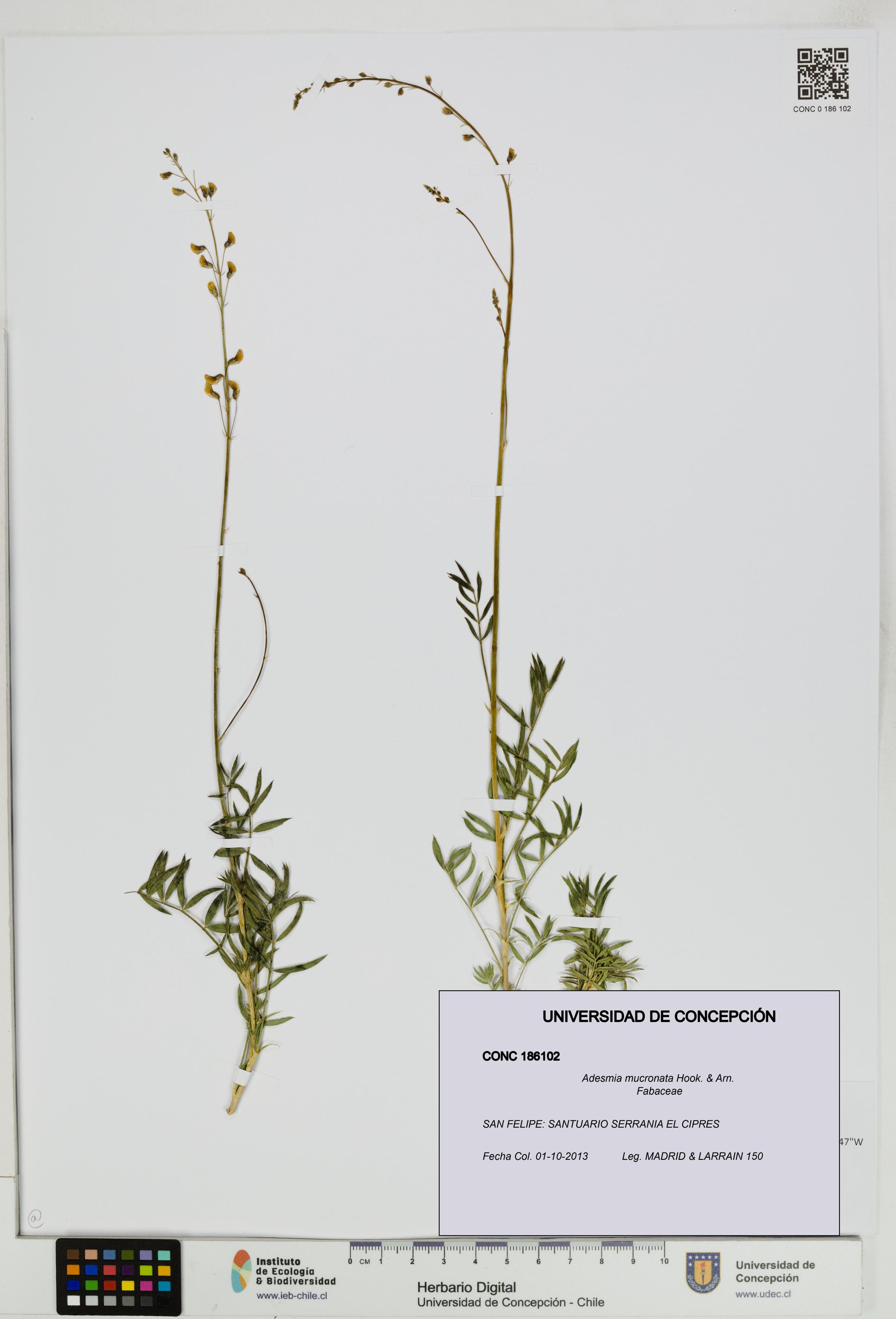 Adesmia mucronata [Espécimen: ]
