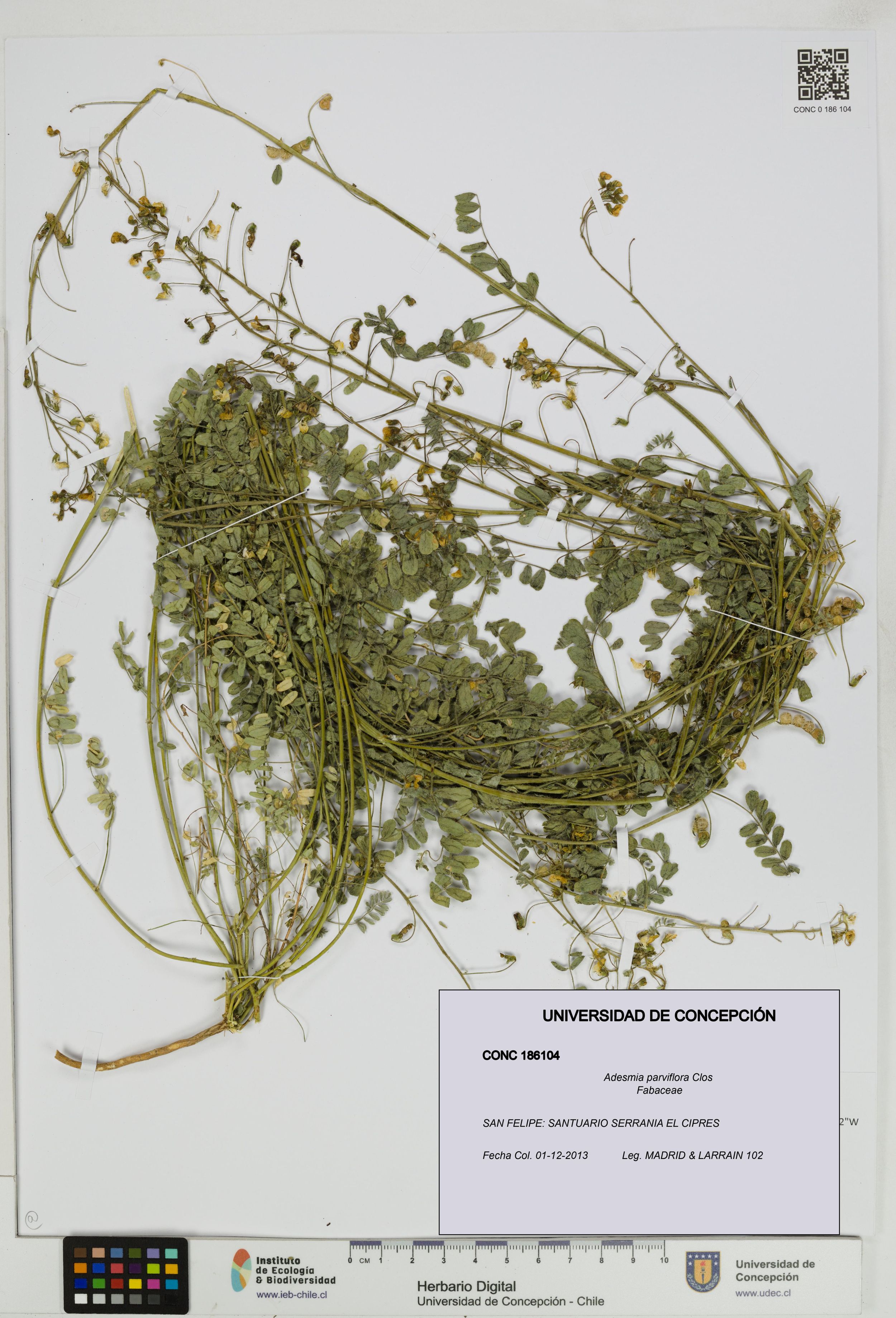 Adesmia parviflora [Espécimen: ]