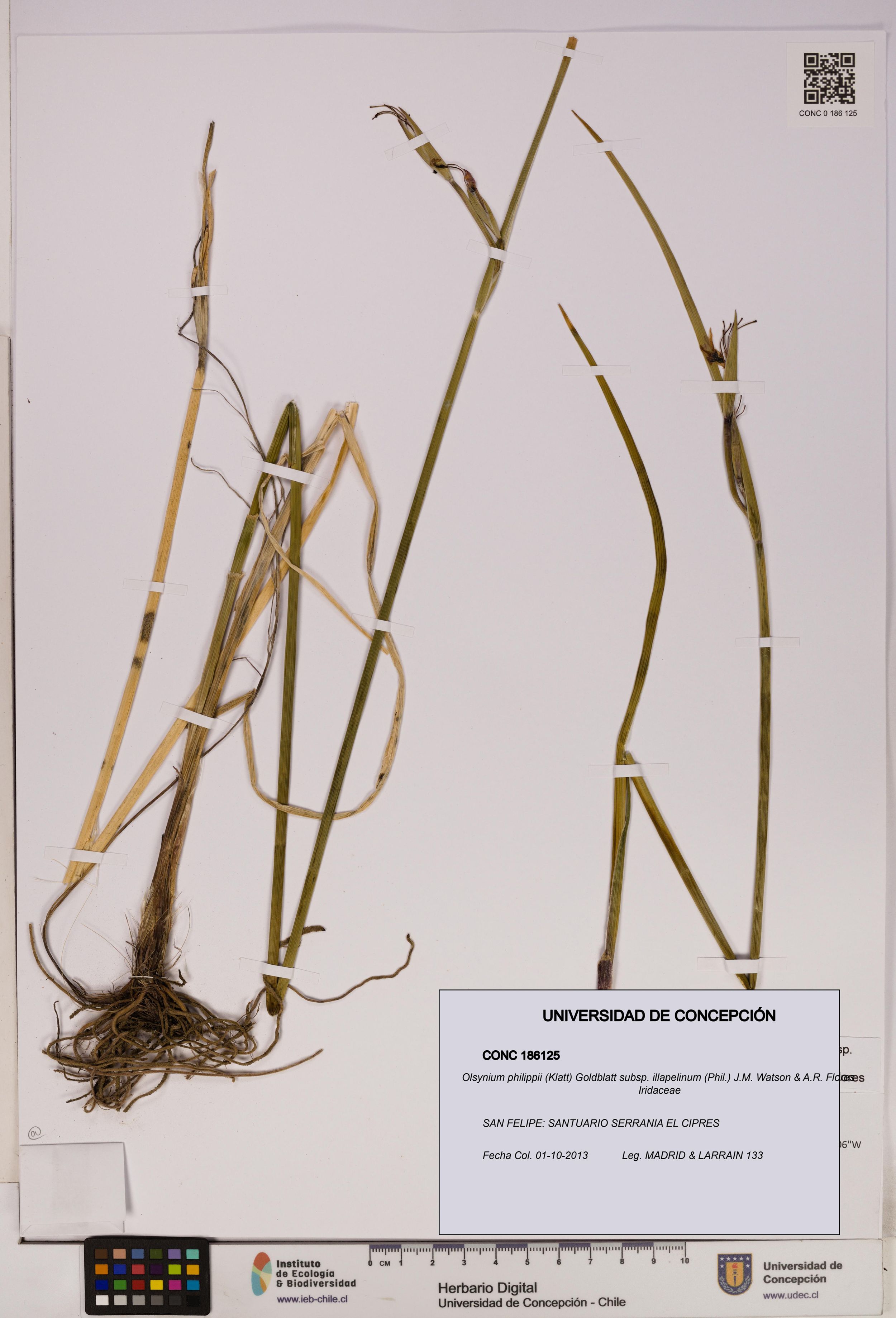 Olsynium philippii subsp. illapelinum [Espécimen: ]