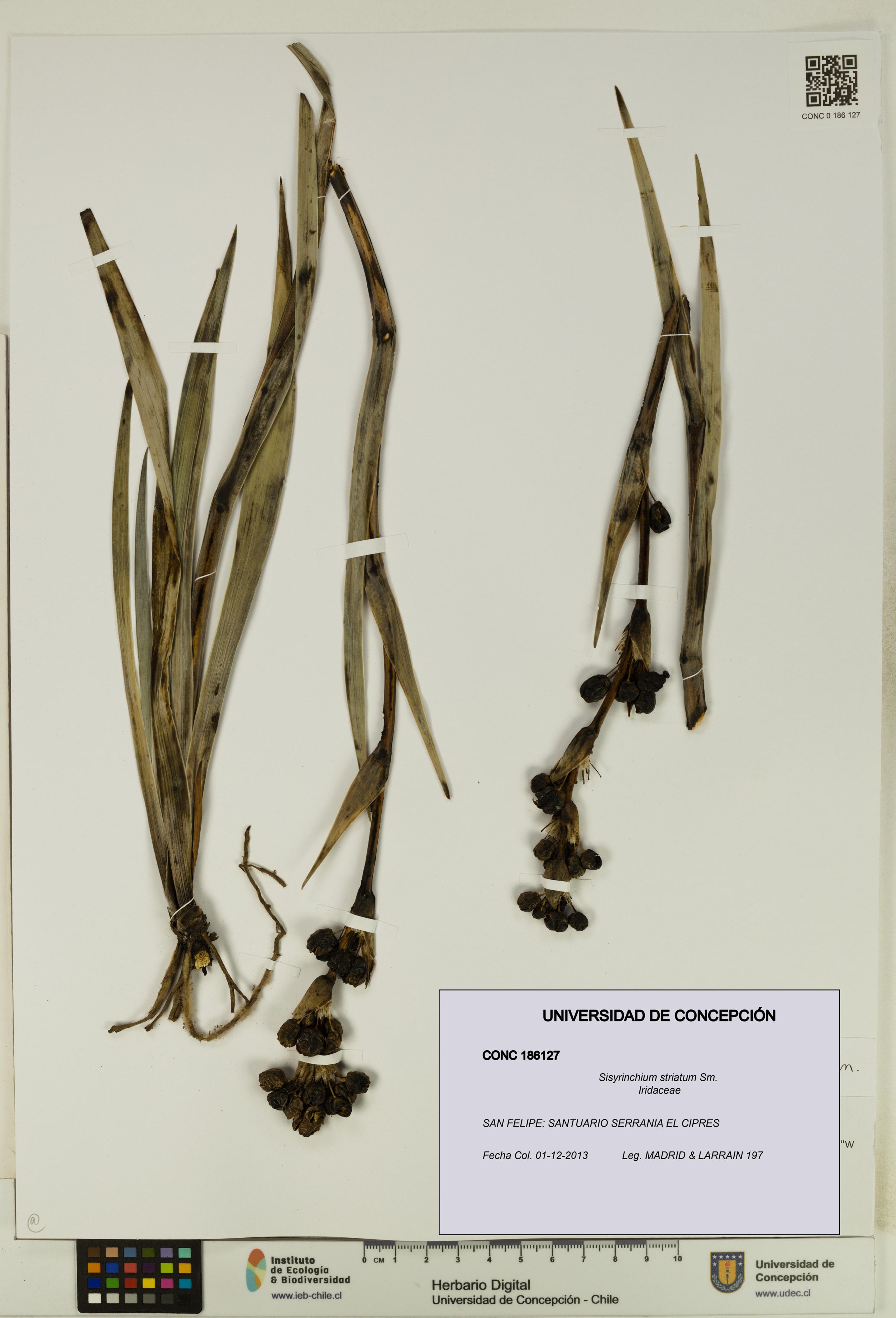 Sisyrinchium striatum [Espécimen: ]