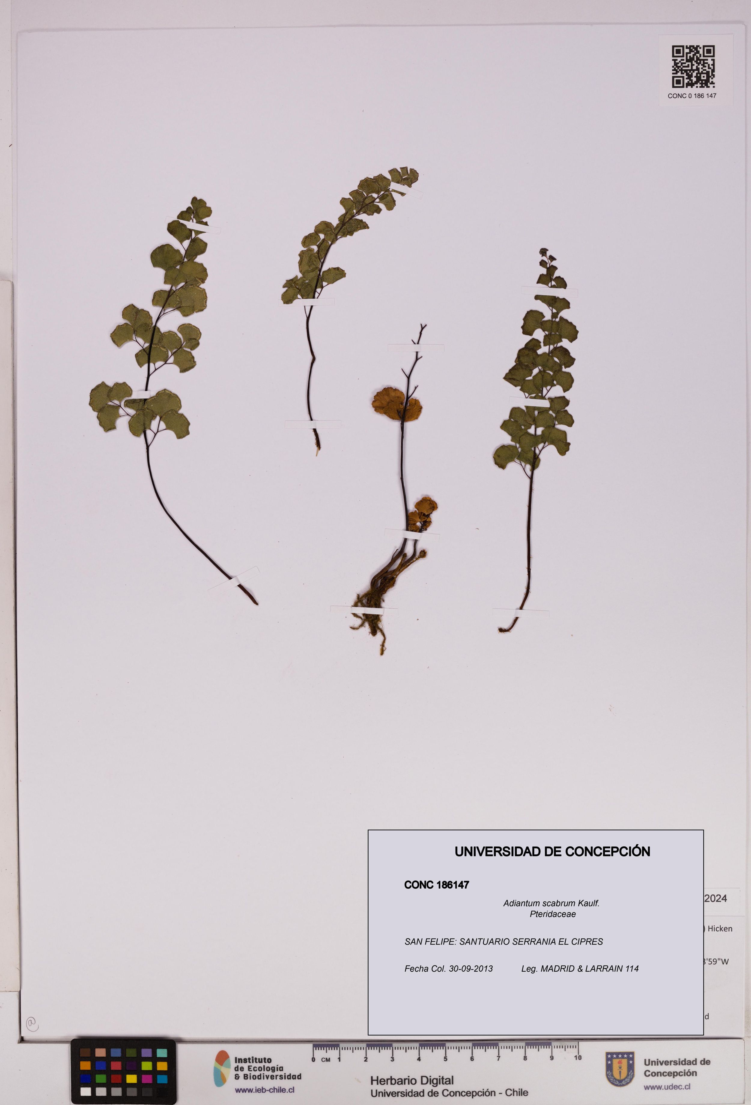 Adiantum scabrum [Espécimen: ]
