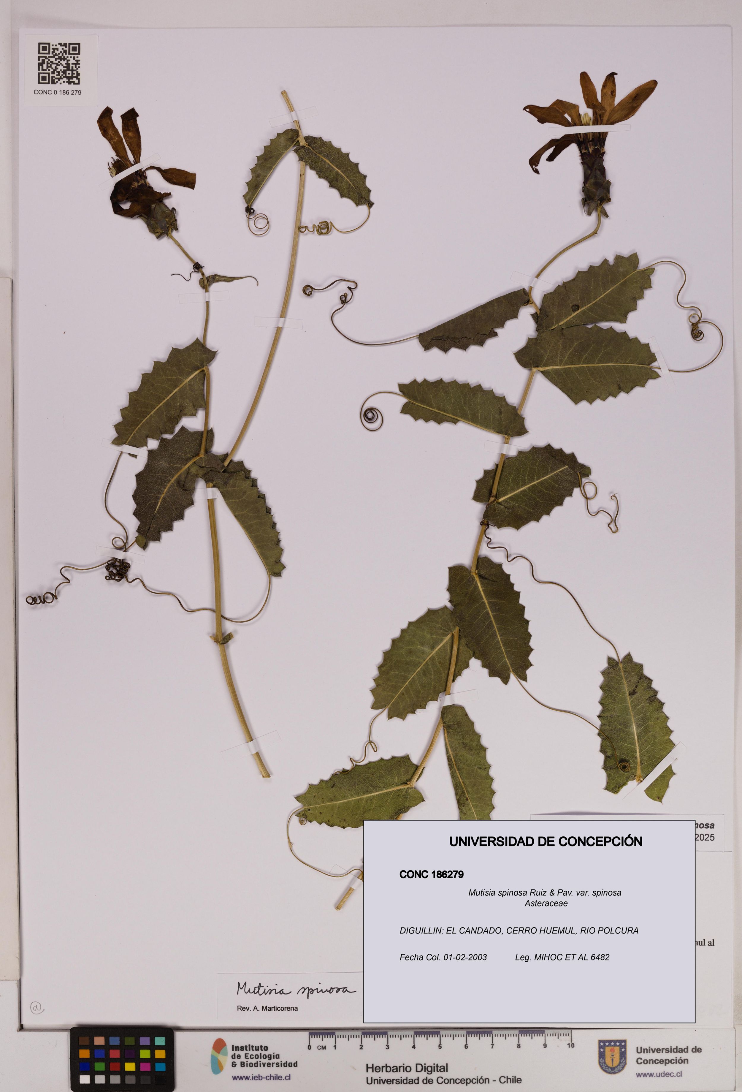 Mutisia spinosa var. spinosa [Espécimen: ]