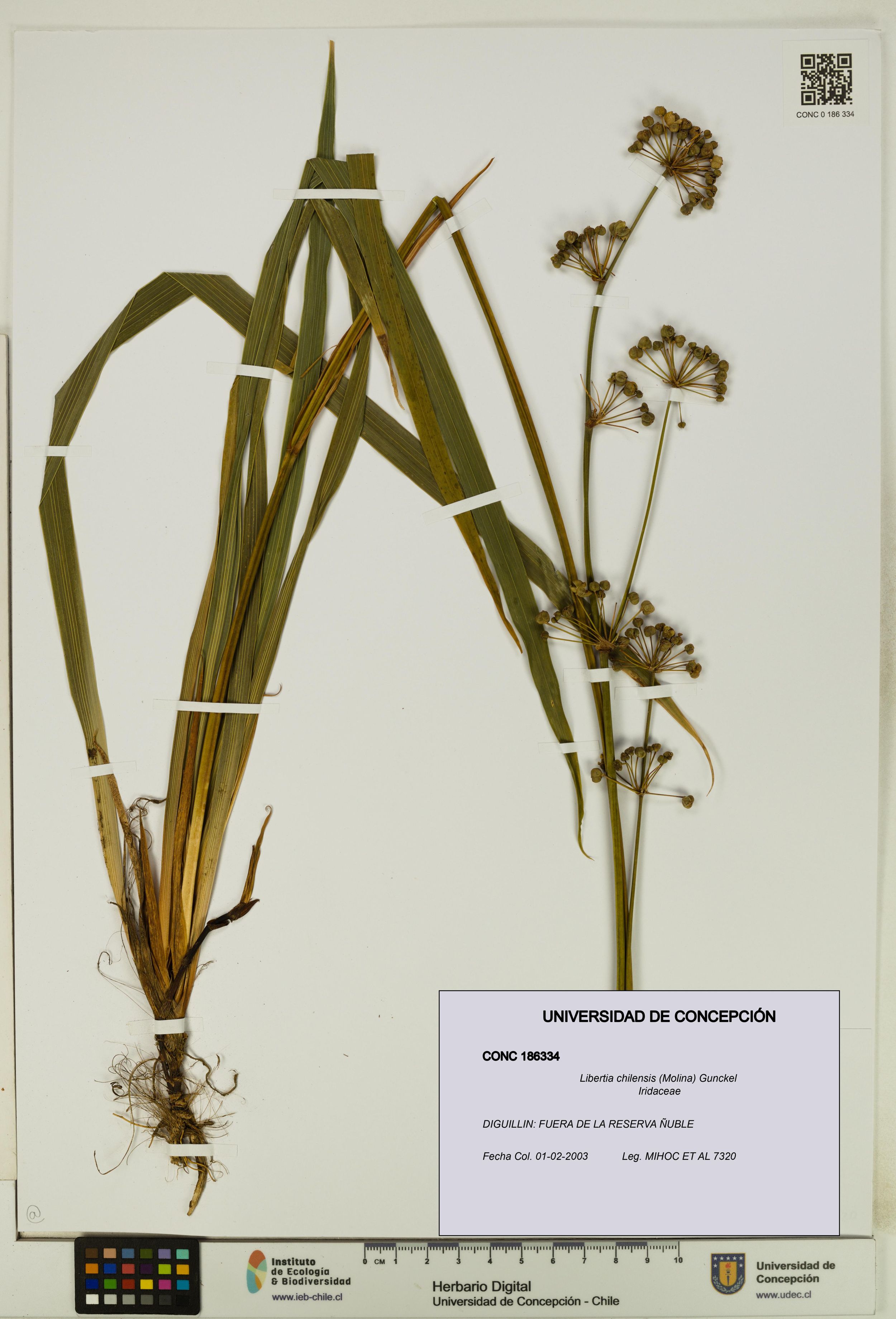 Libertia chilensis [Espécimen: ]