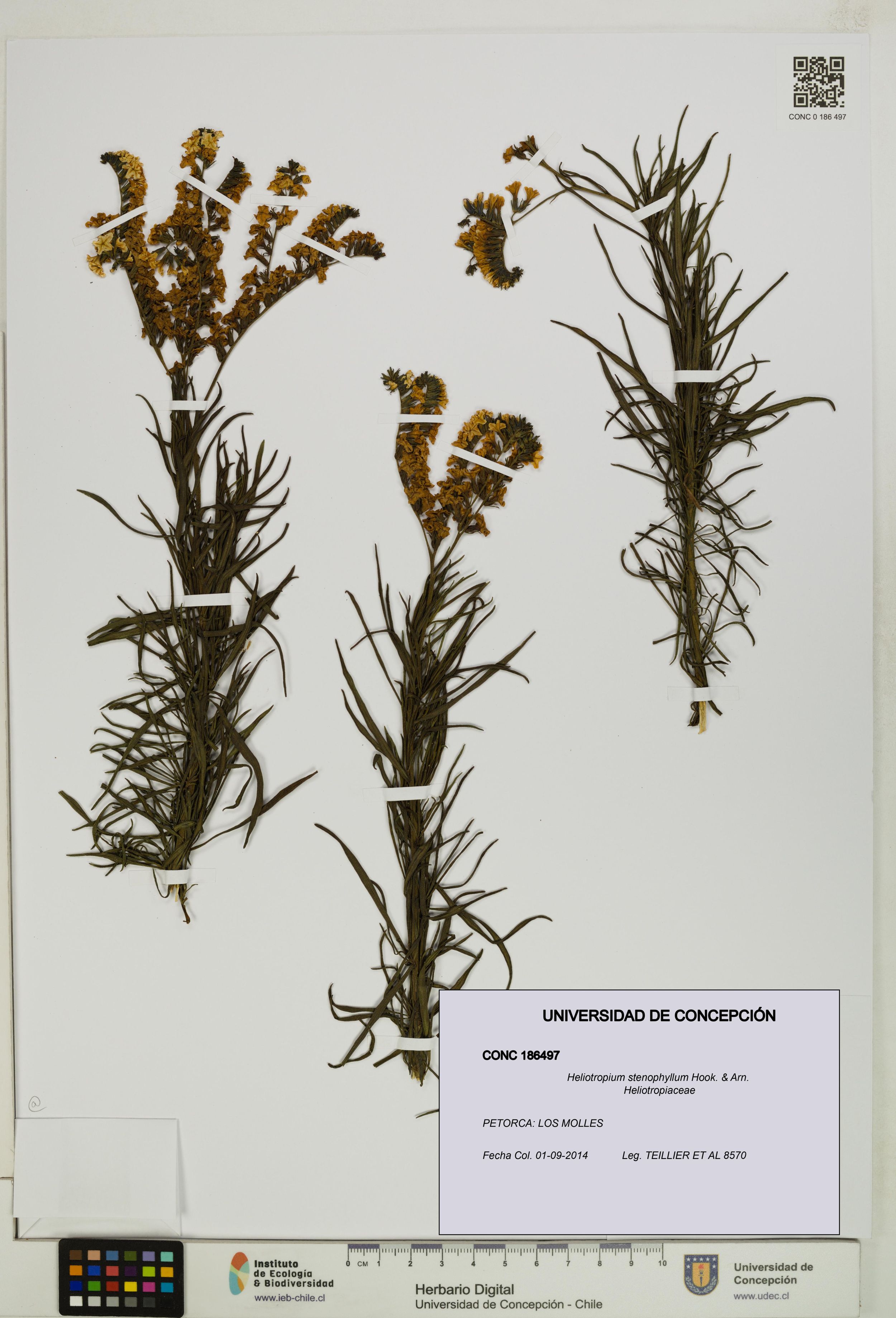 Heliotropium stenophyllum [Espécimen: ]