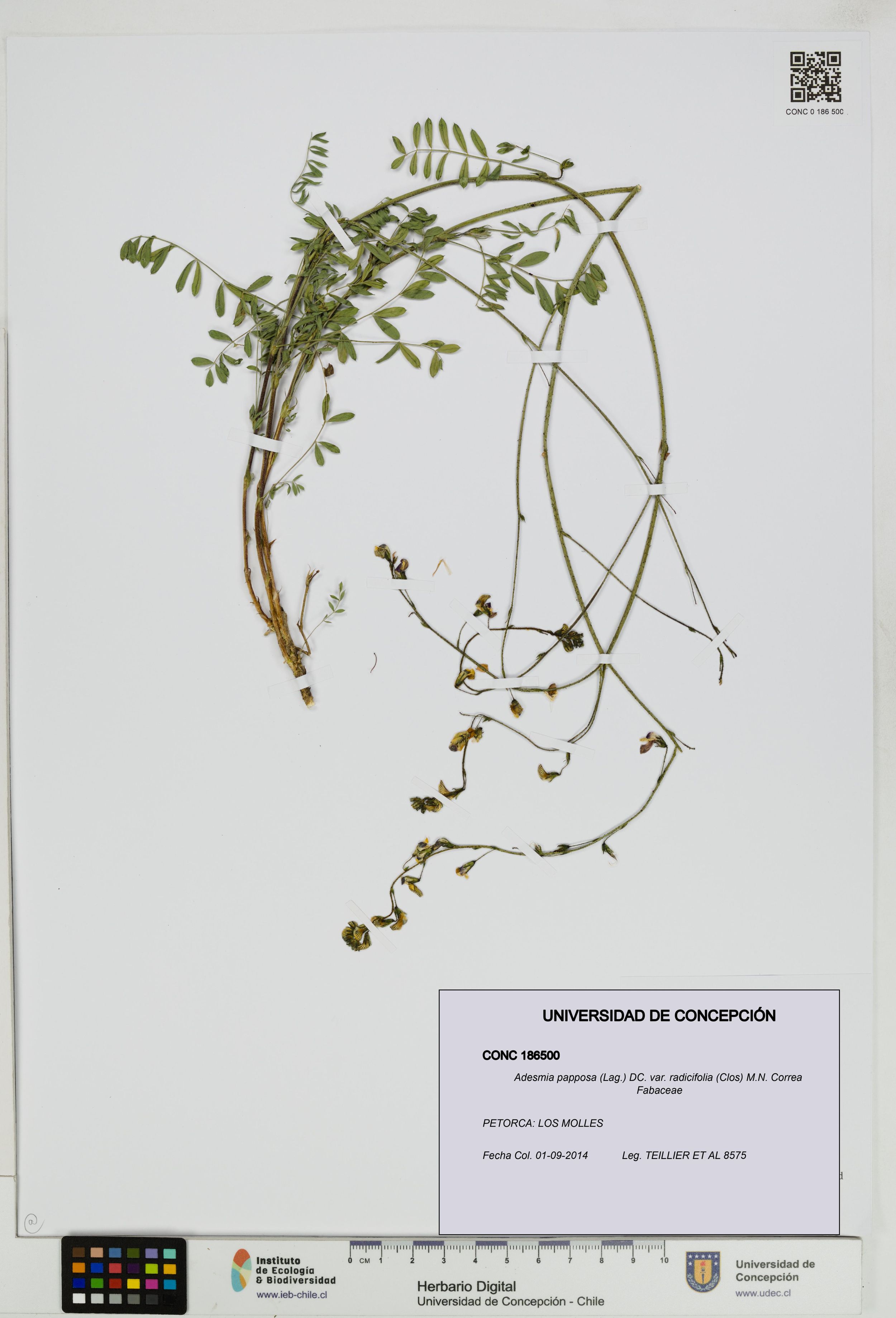 Adesmia papposa var. radicifolia [Espécimen: ]