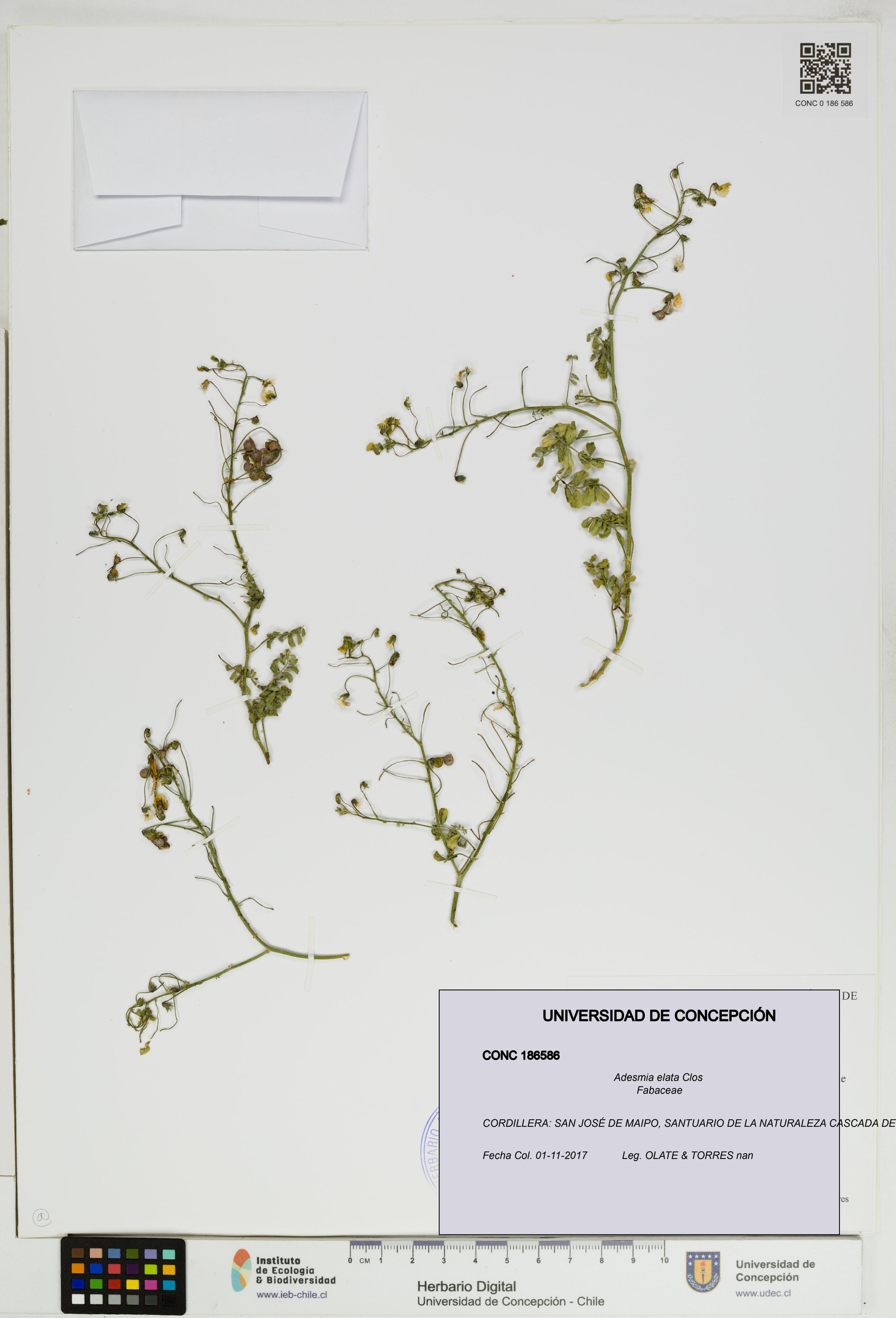 Adesmia parviflora [Espécimen: ]