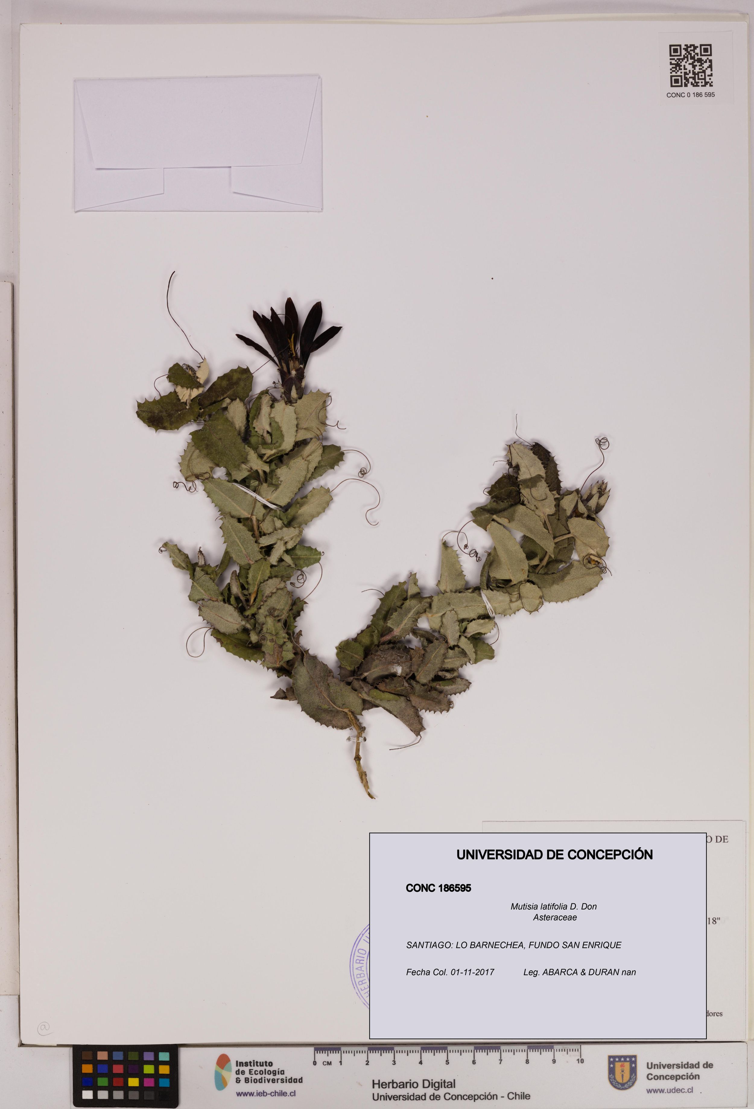 Mutisia latifolia [Espécimen: ]