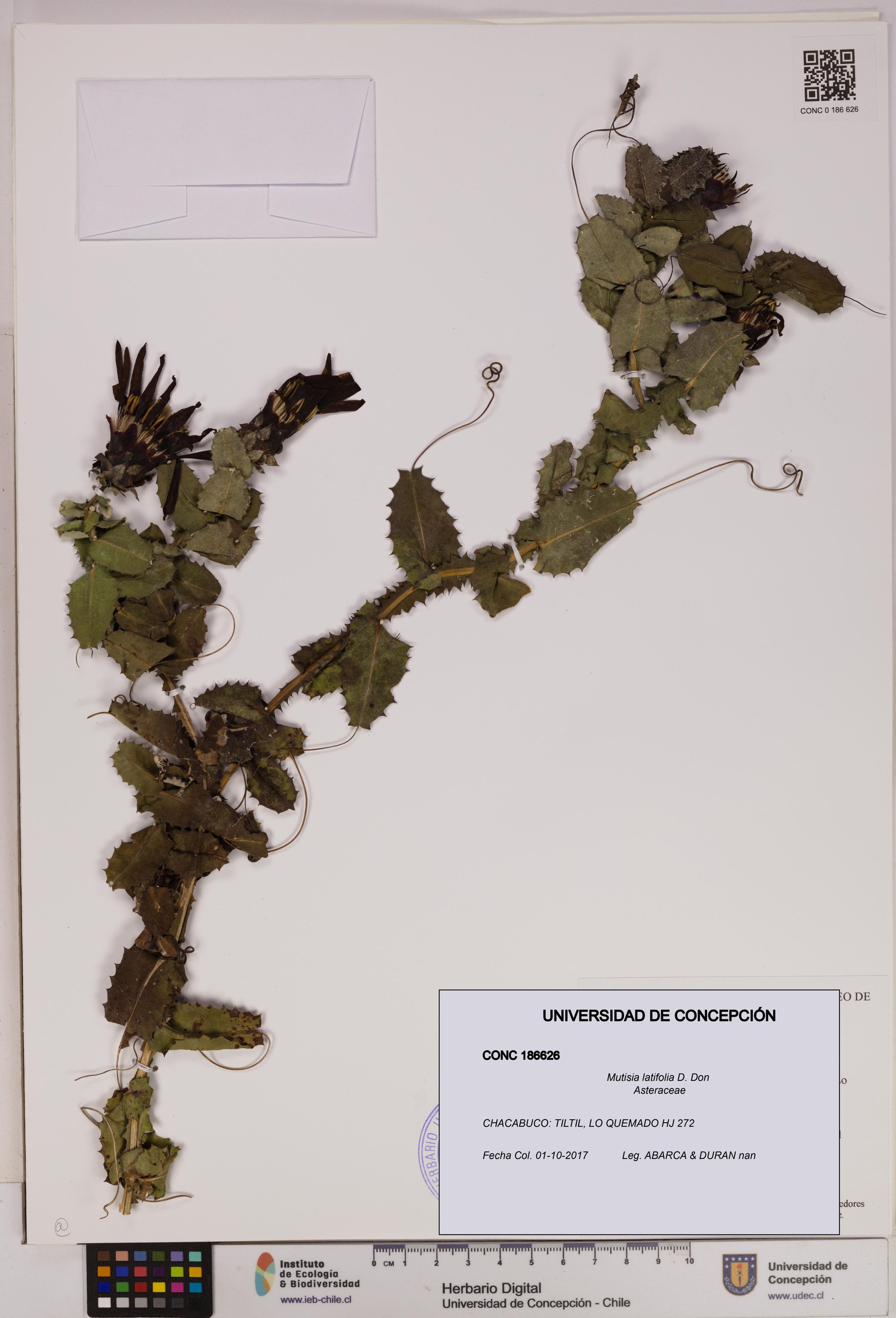 Mutisia latifolia [Espécimen: ]