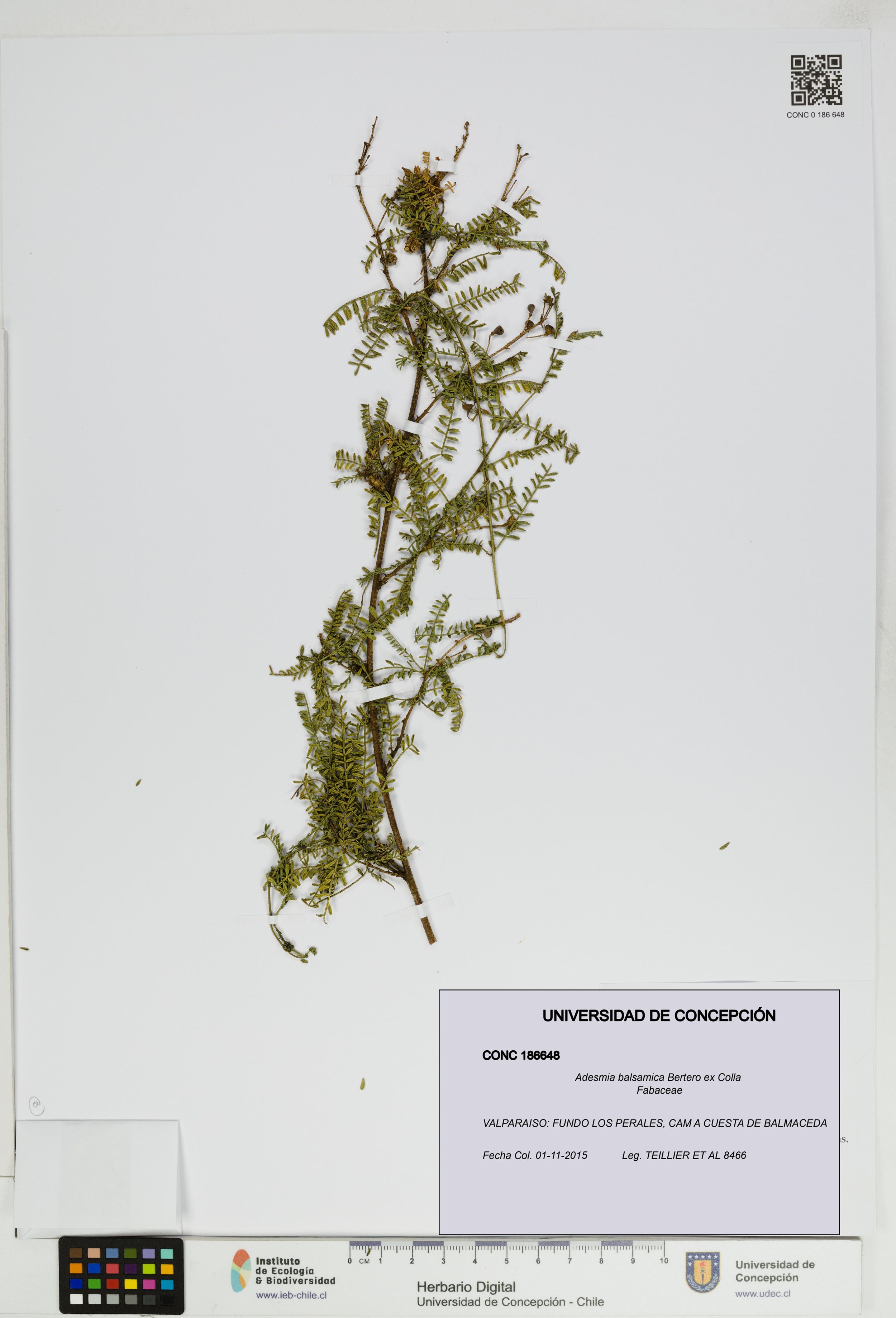 Adesmia balsamica [Espécimen: ]