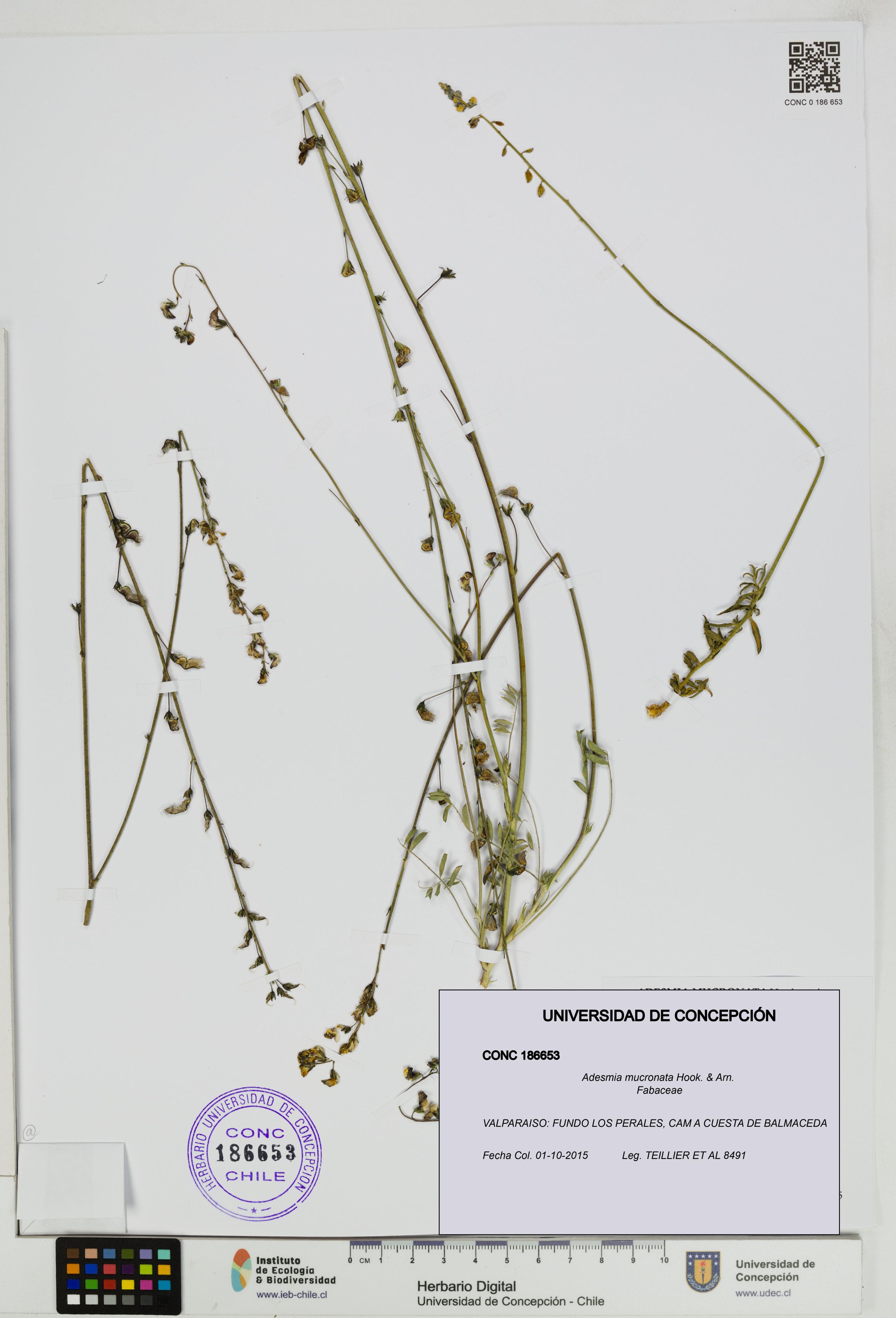 Adesmia mucronata [Espécimen: ]