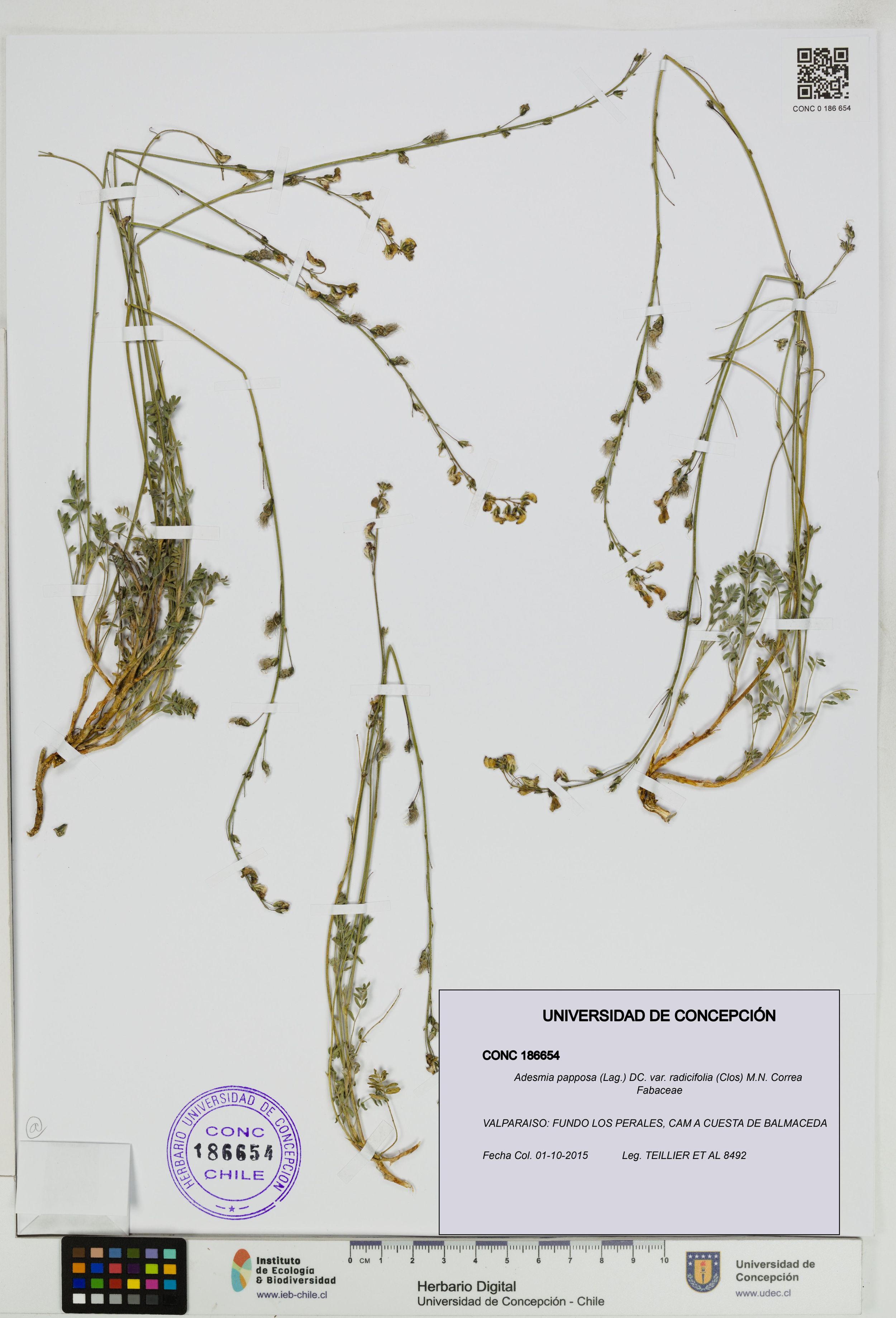 Adesmia papposa var. radicifolia [Espécimen: ]