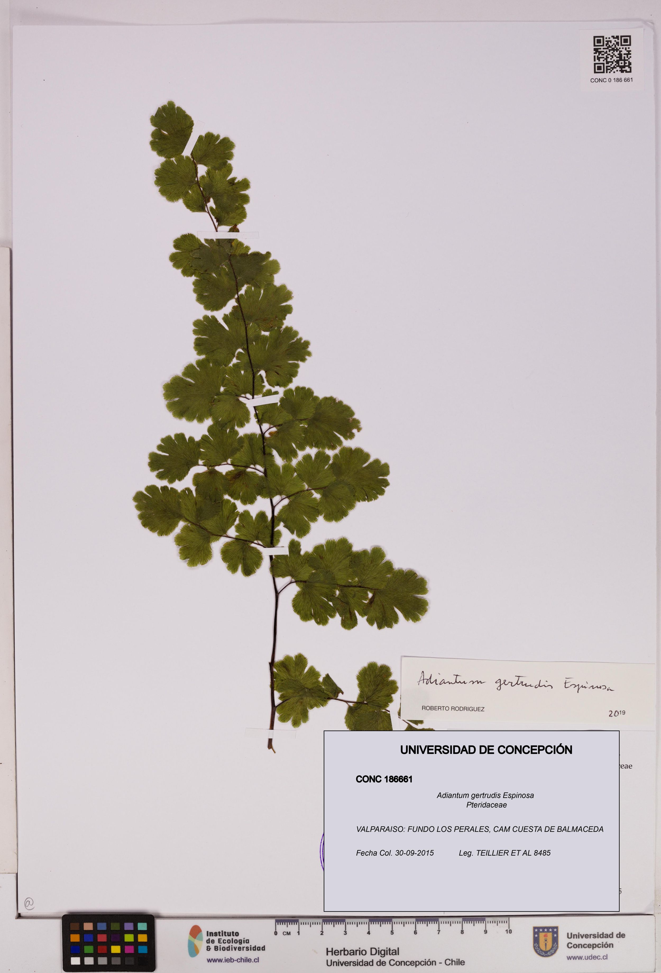 Adiantum gertrudis [Espécimen: ]