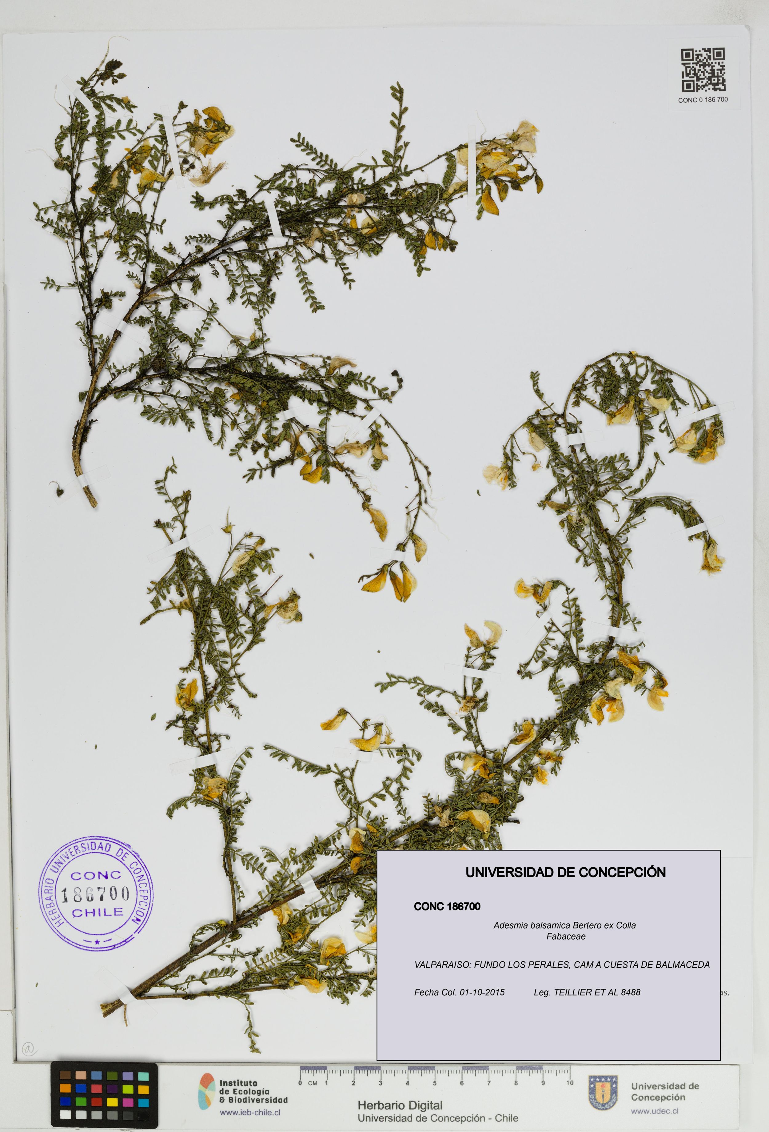 Adesmia balsamica [Espécimen: ]