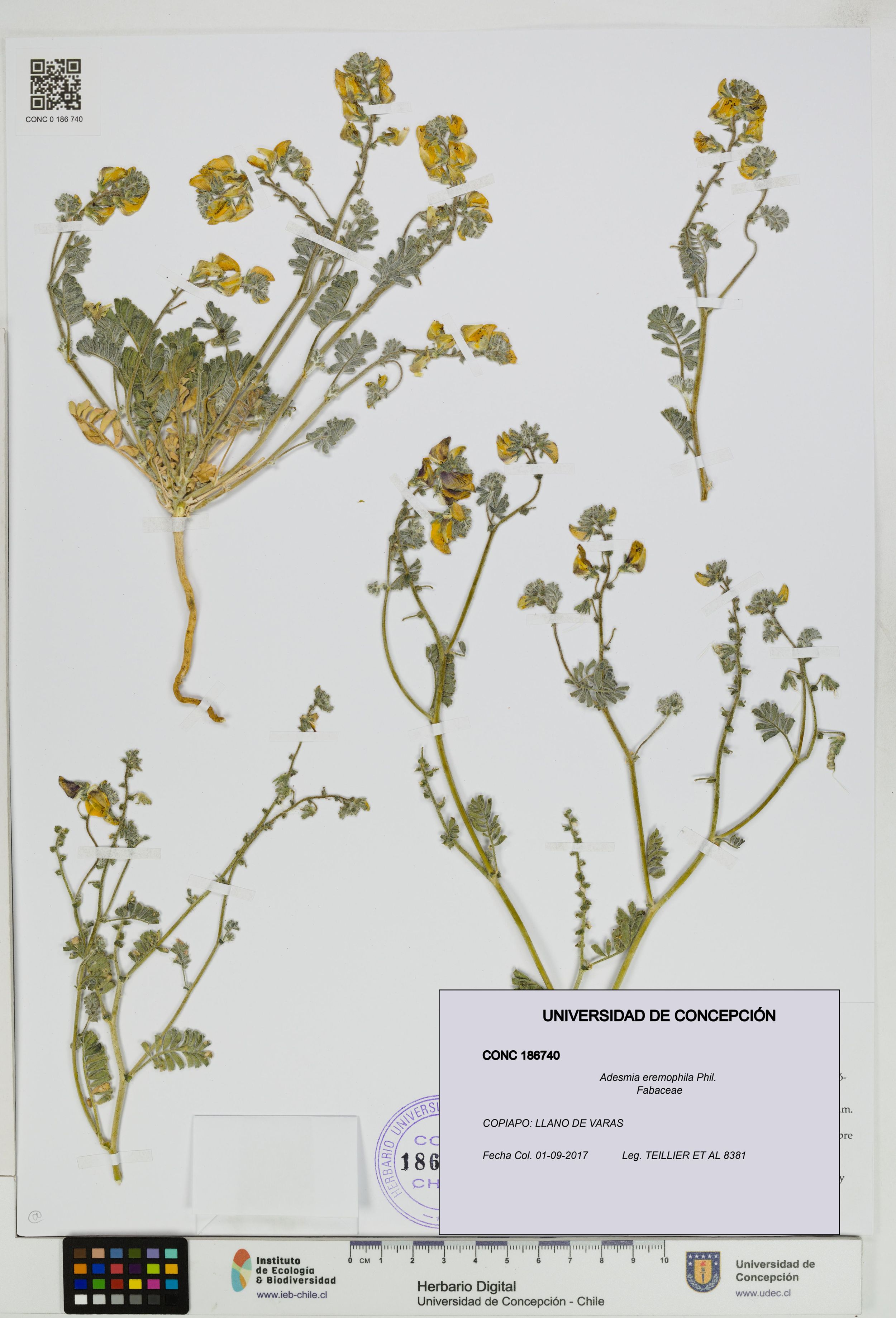 Adesmia eremophila [Espécimen: ]