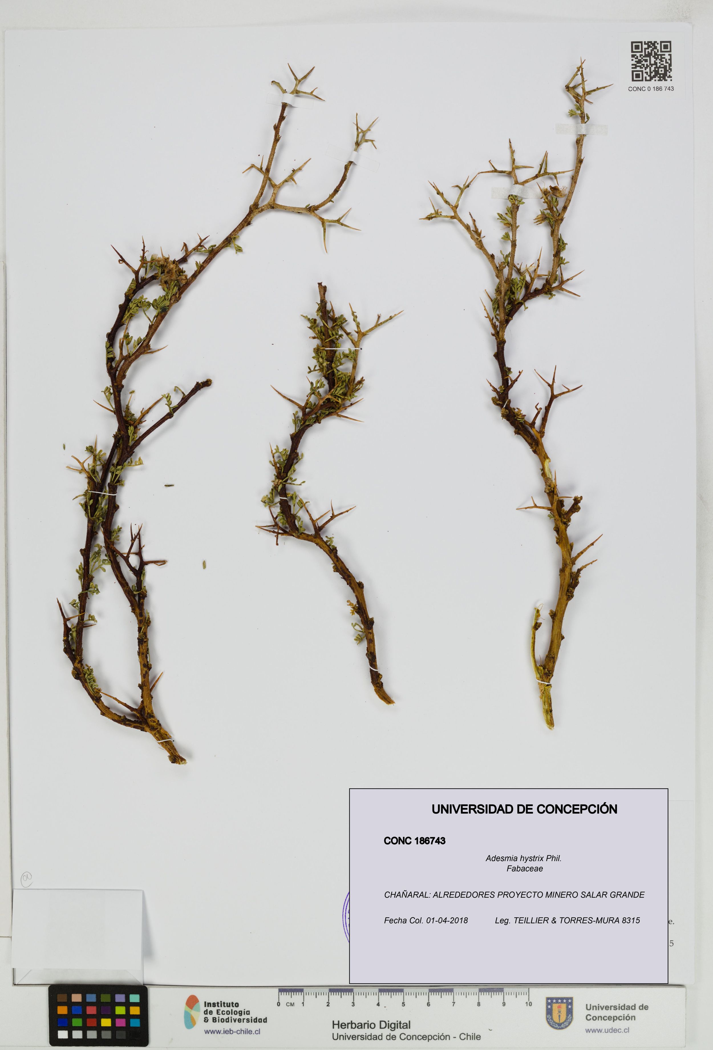Adesmia hystrix [Espécimen: ]