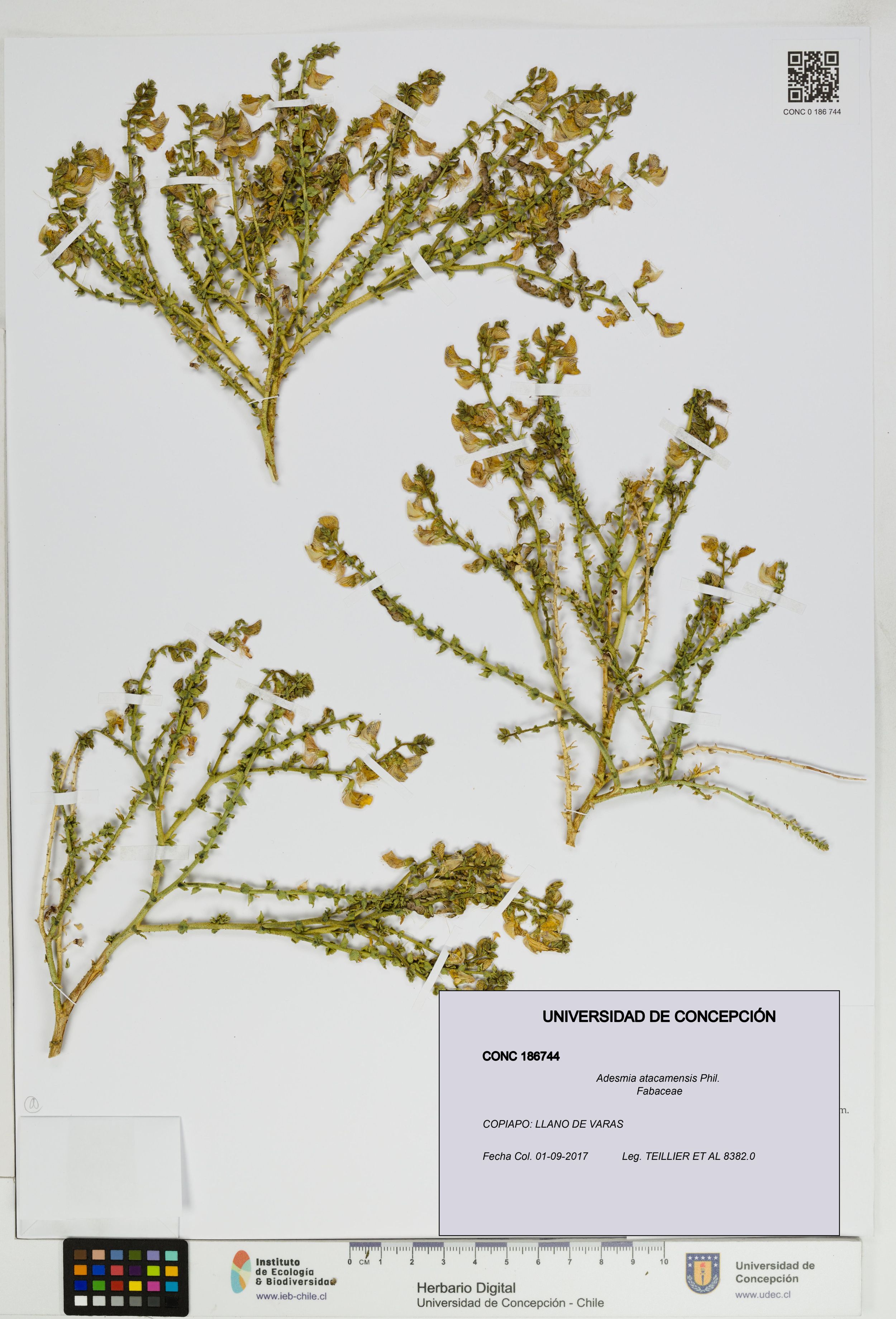 Adesmia atacamensis [Espécimen: ]