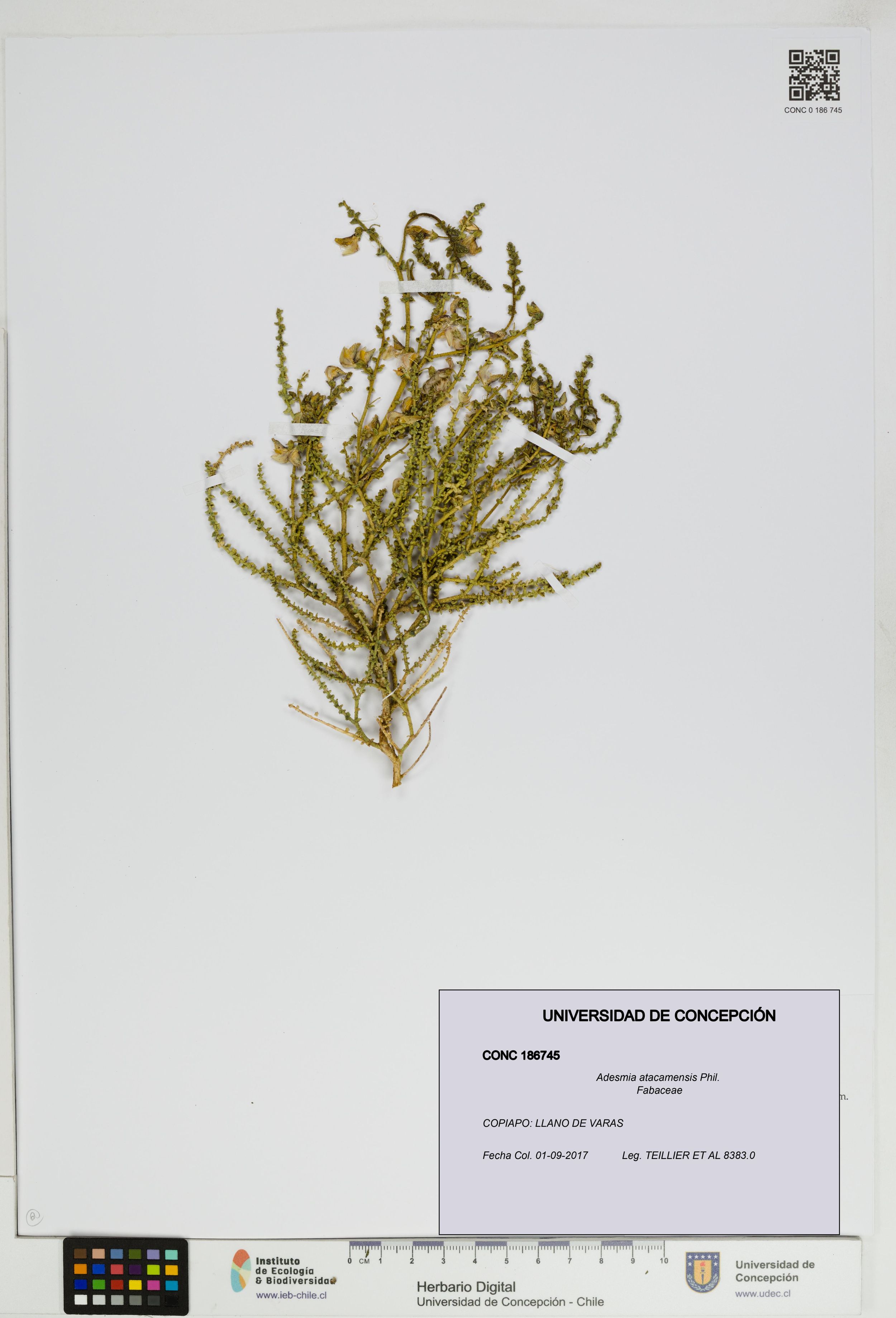 Adesmia atacamensis [Espécimen: ]