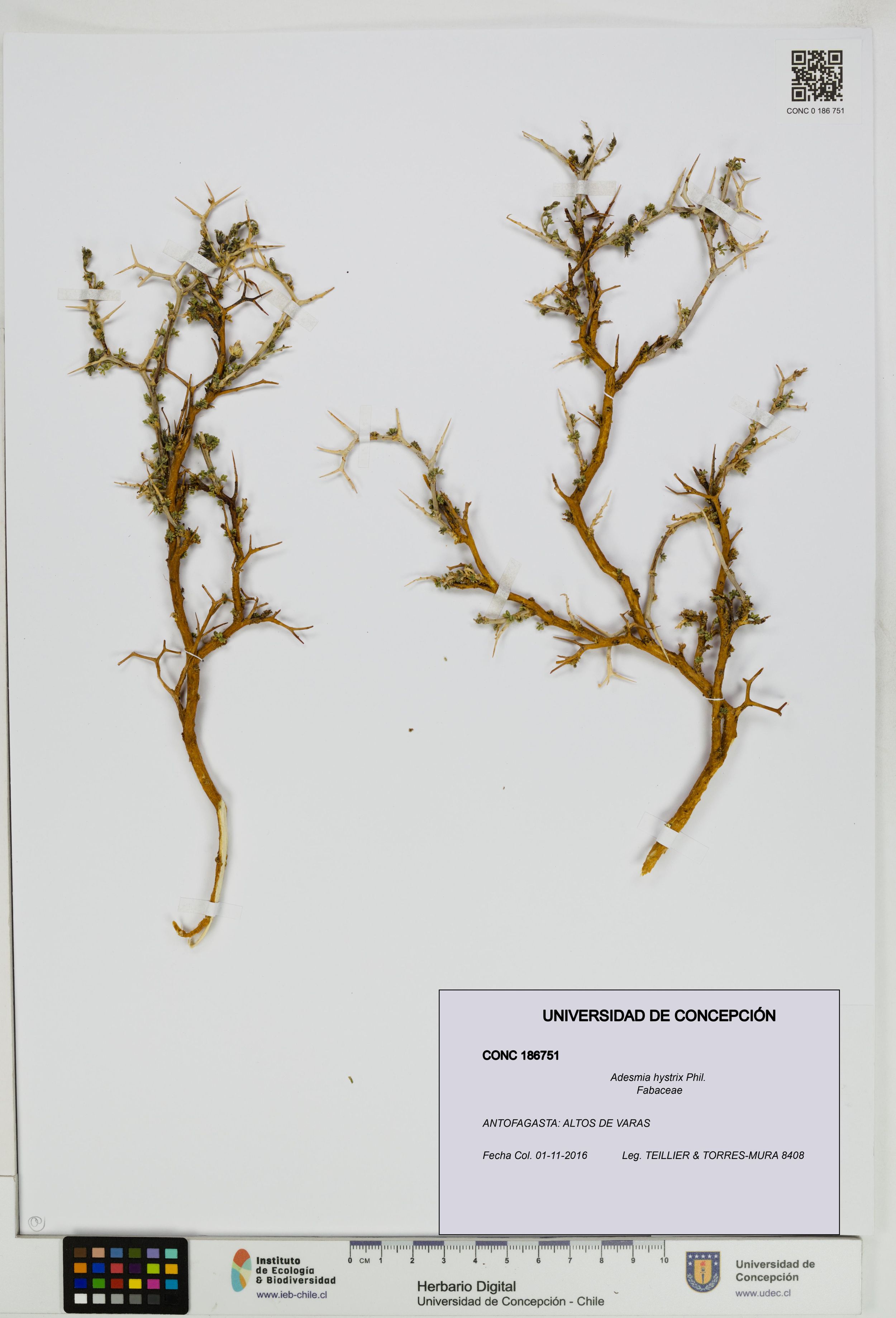 Adesmia hystrix [Espécimen: ]