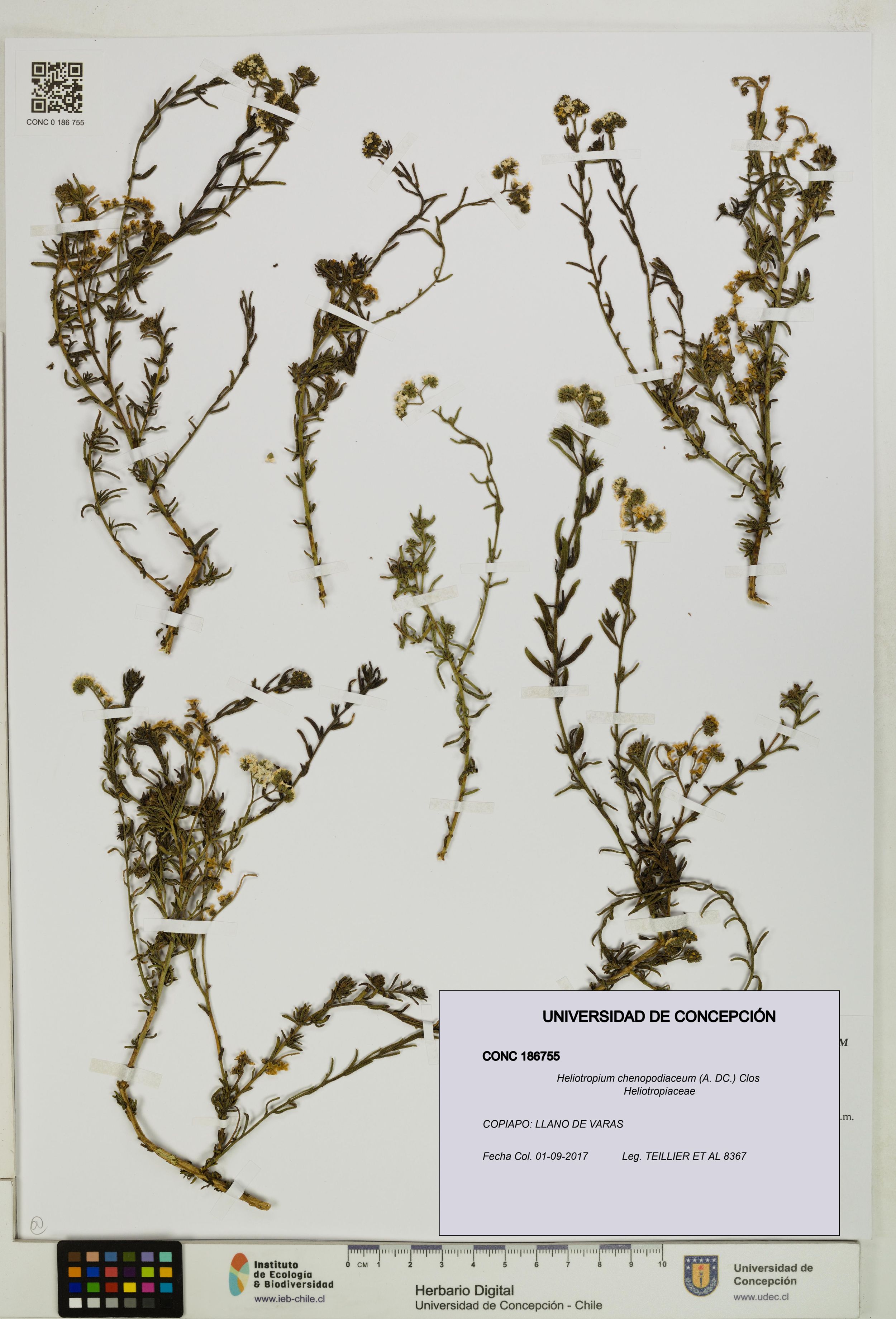 Heliotropium chenopodiaceum [Espécimen: ]