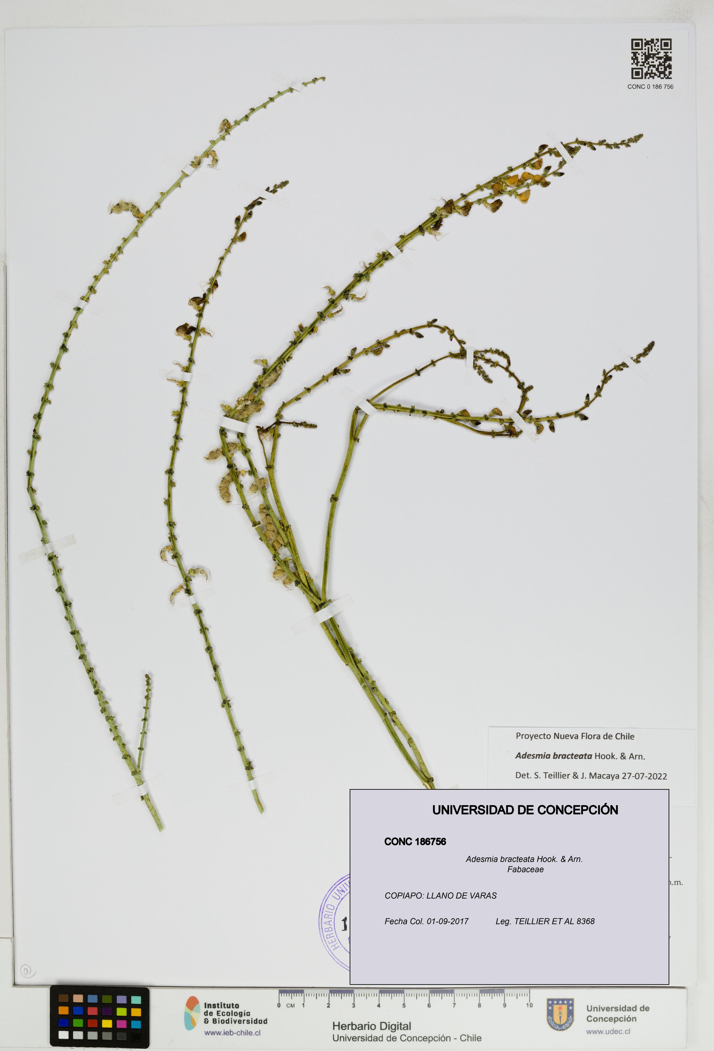Adesmia bracteata [Espécimen: ]