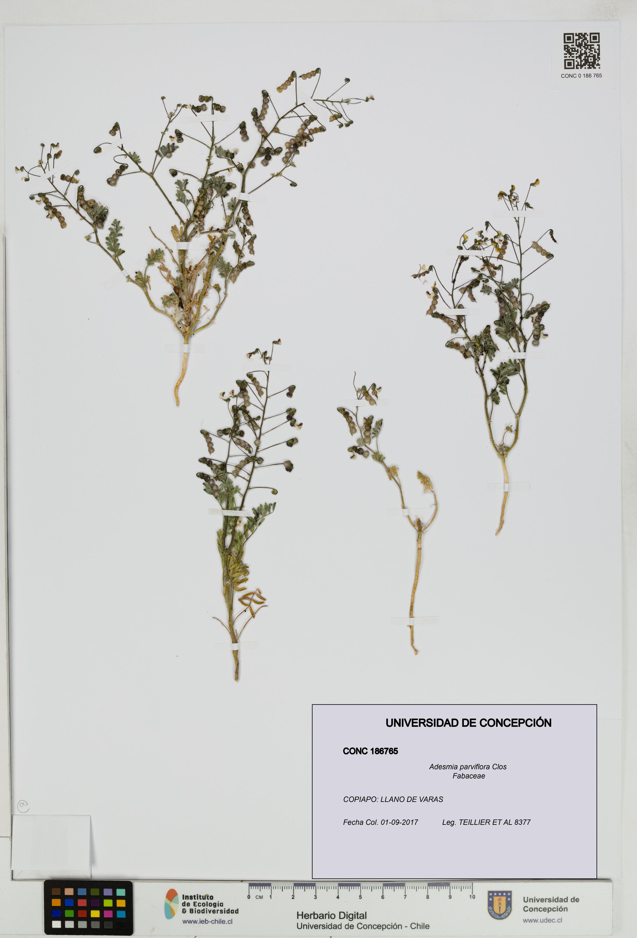 Adesmia parviflora [Espécimen: ]