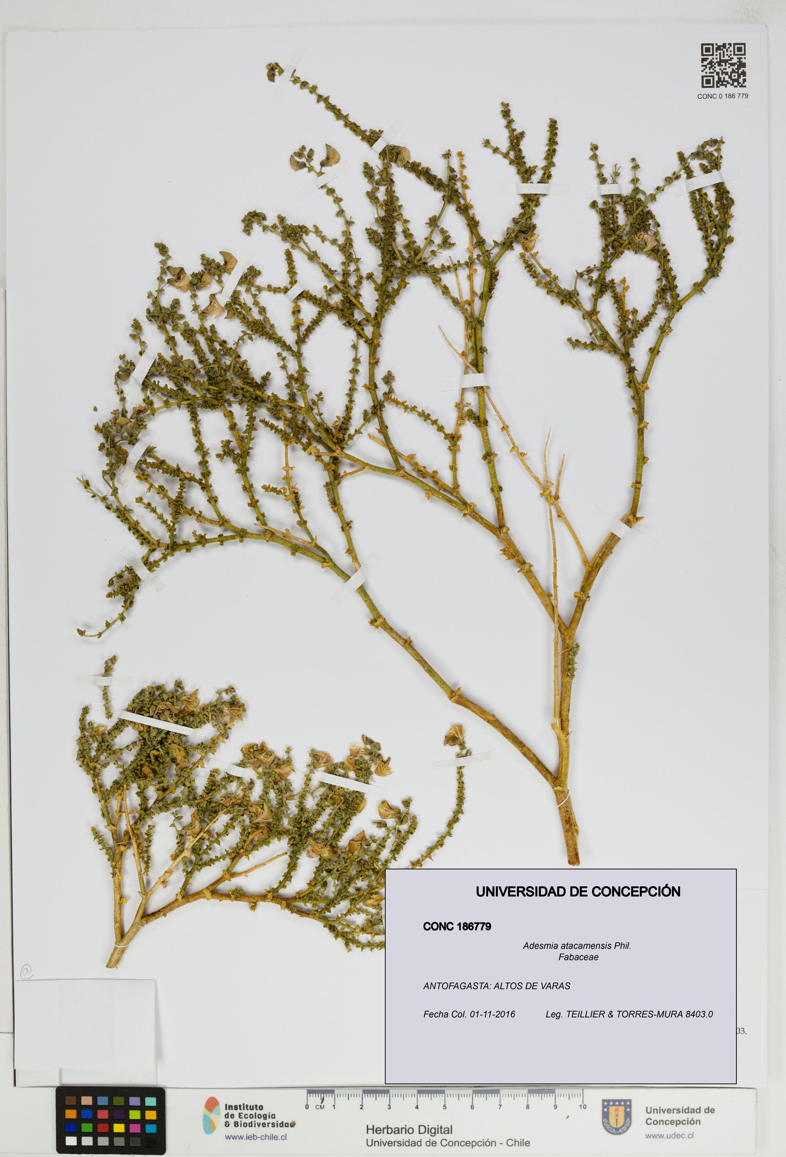 Adesmia atacamensis [Espécimen: ]