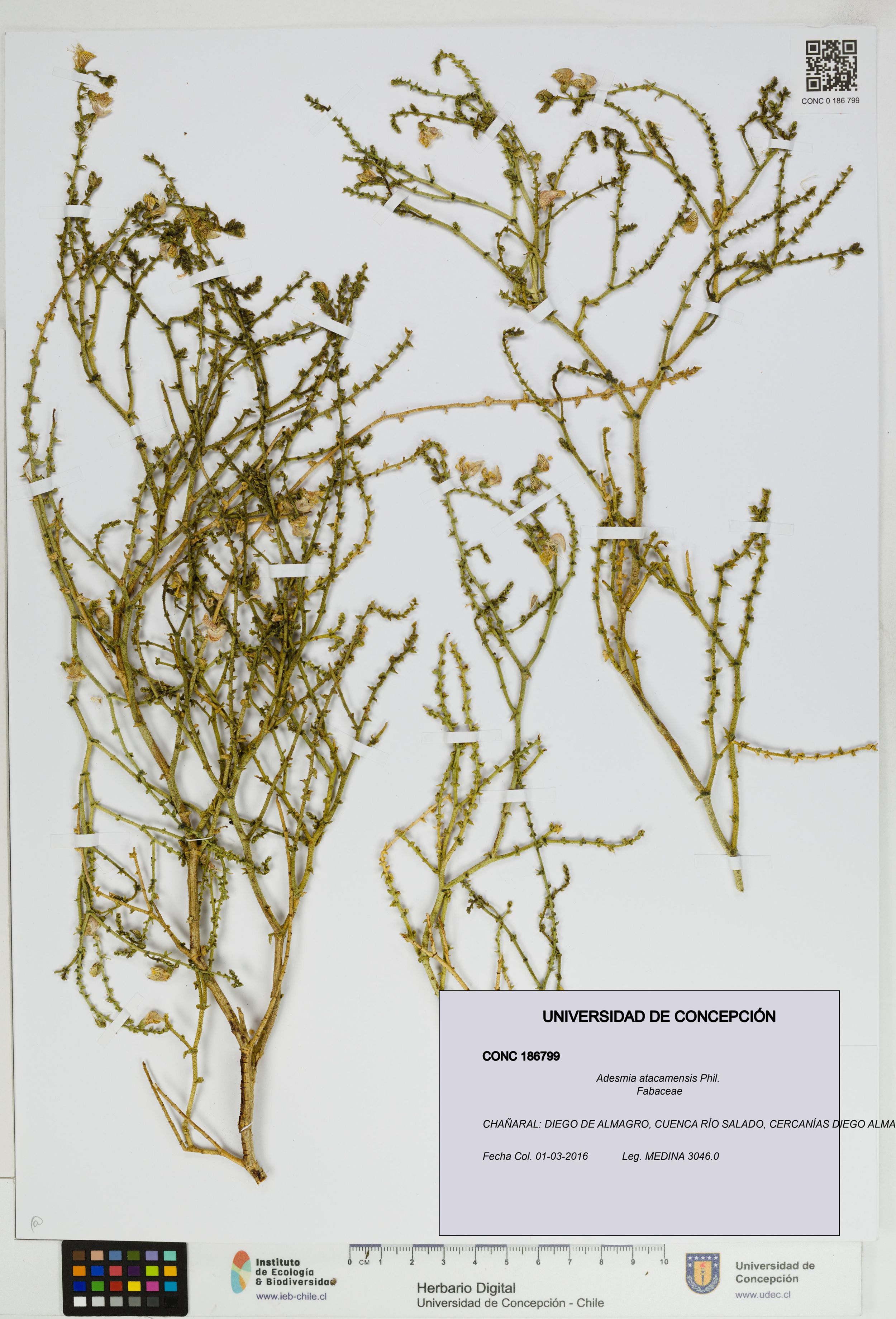 Adesmia atacamensis [Espécimen: ]
