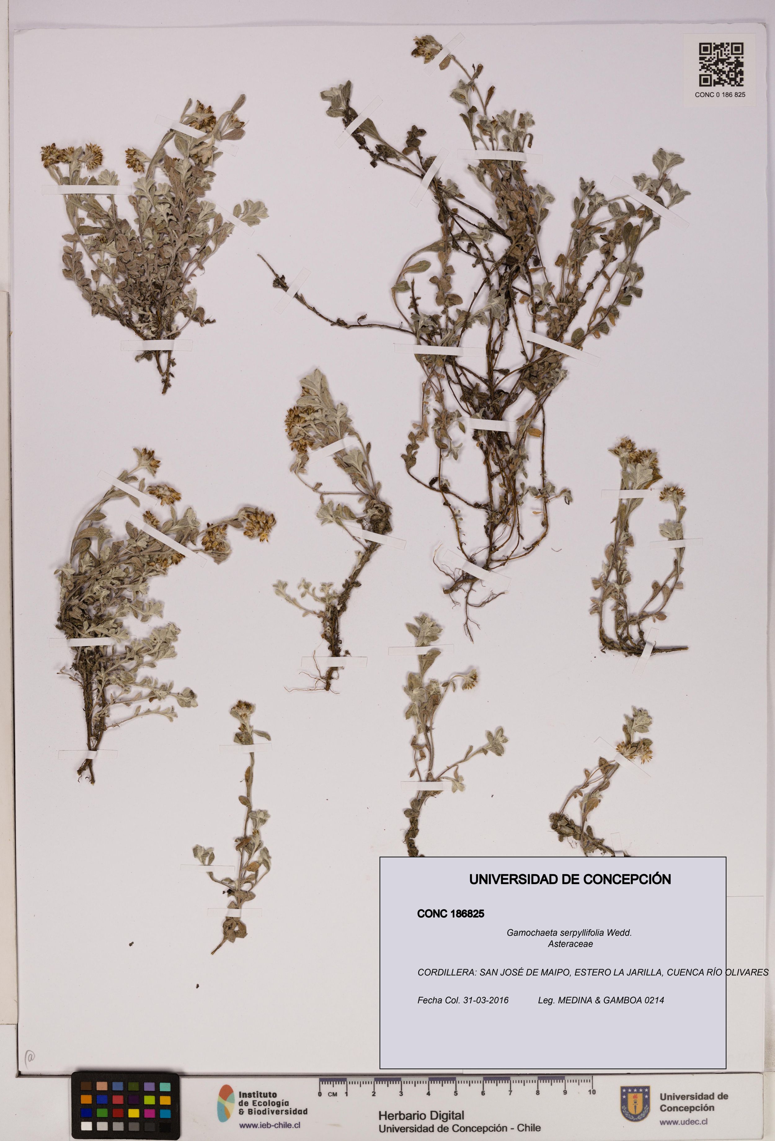 Gamochaeta serpyllifolia [Espécimen: ]