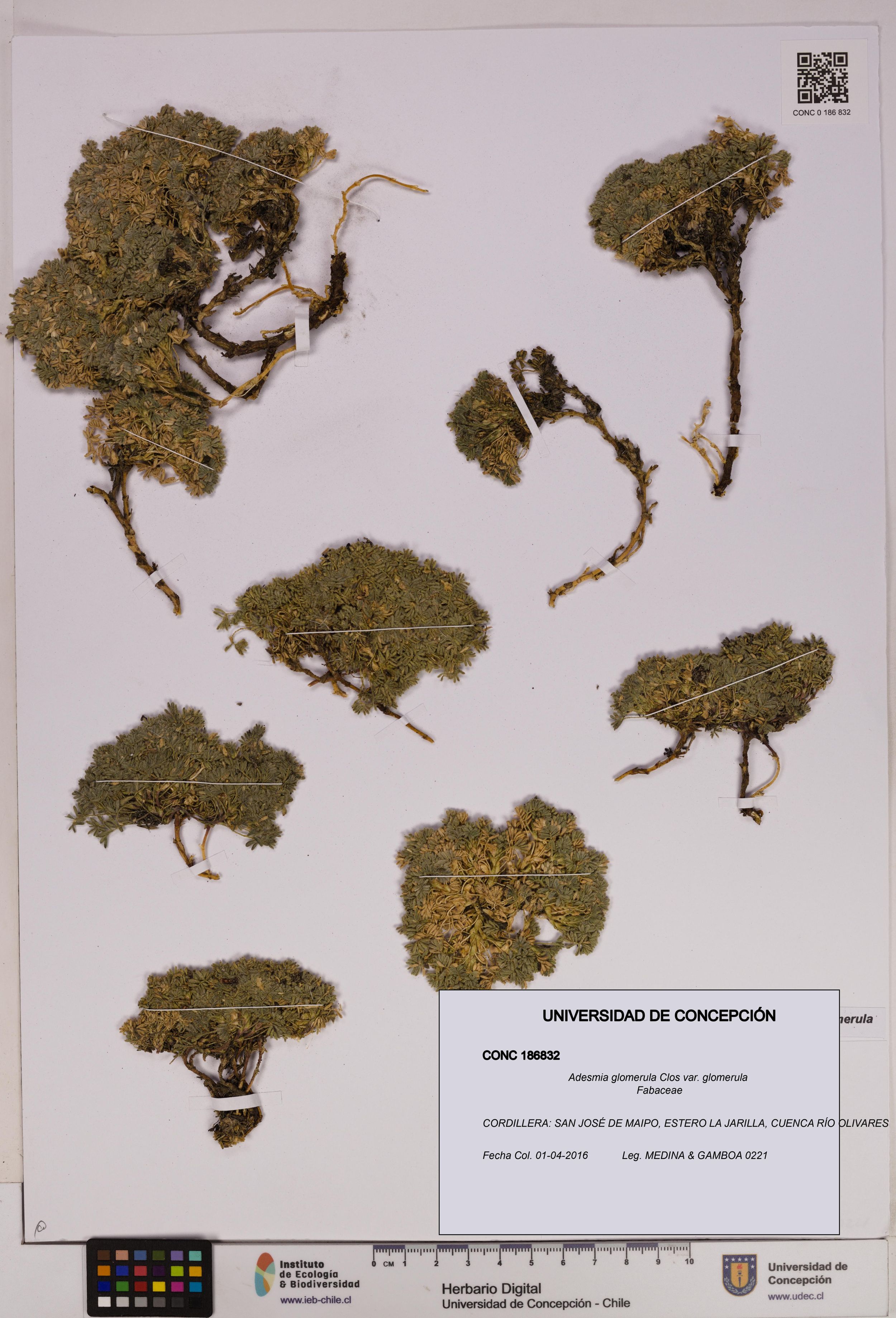 Adesmia glomerula var. glomerula [Espécimen: ]
