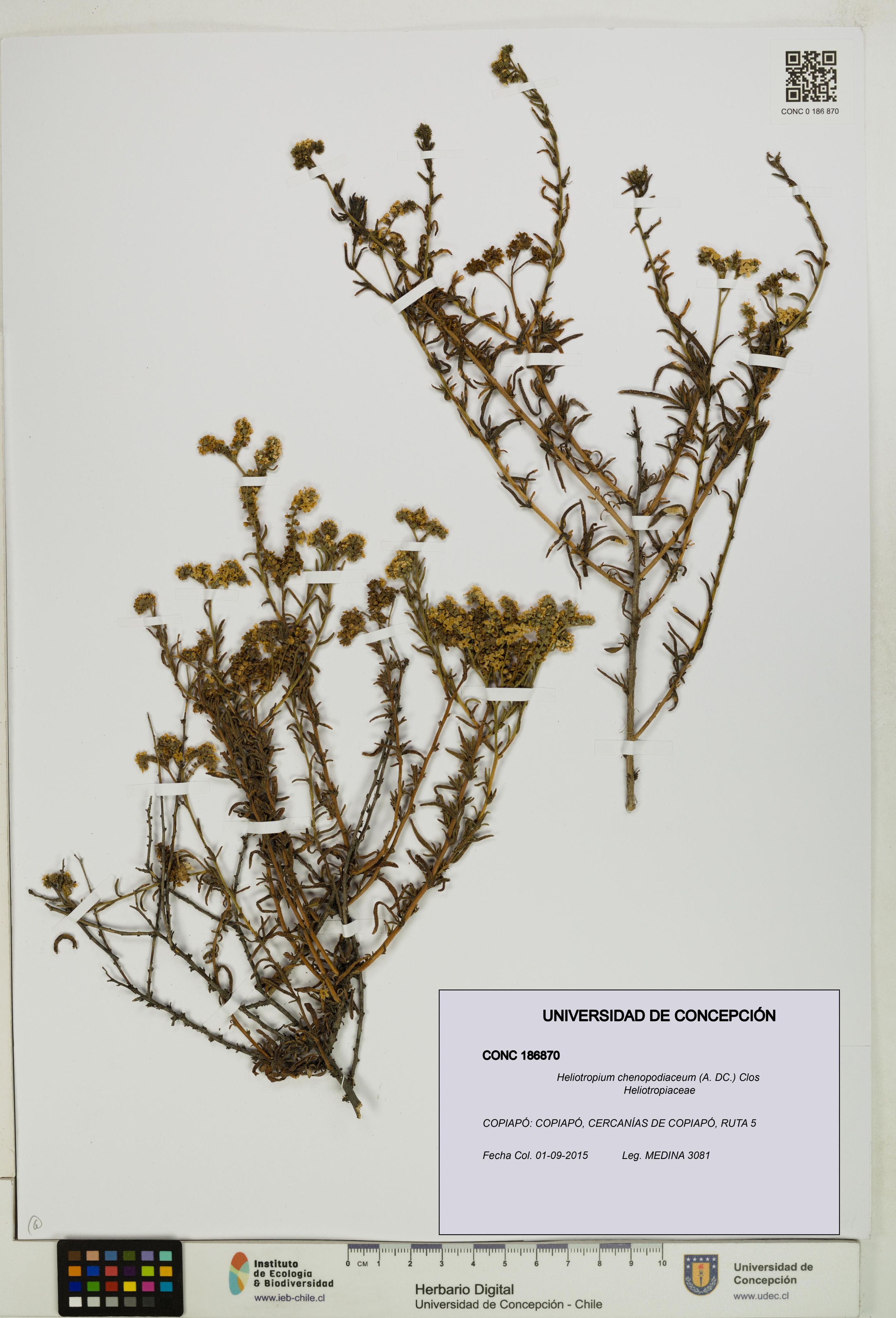 Heliotropium chenopodiaceum [Espécimen: ]