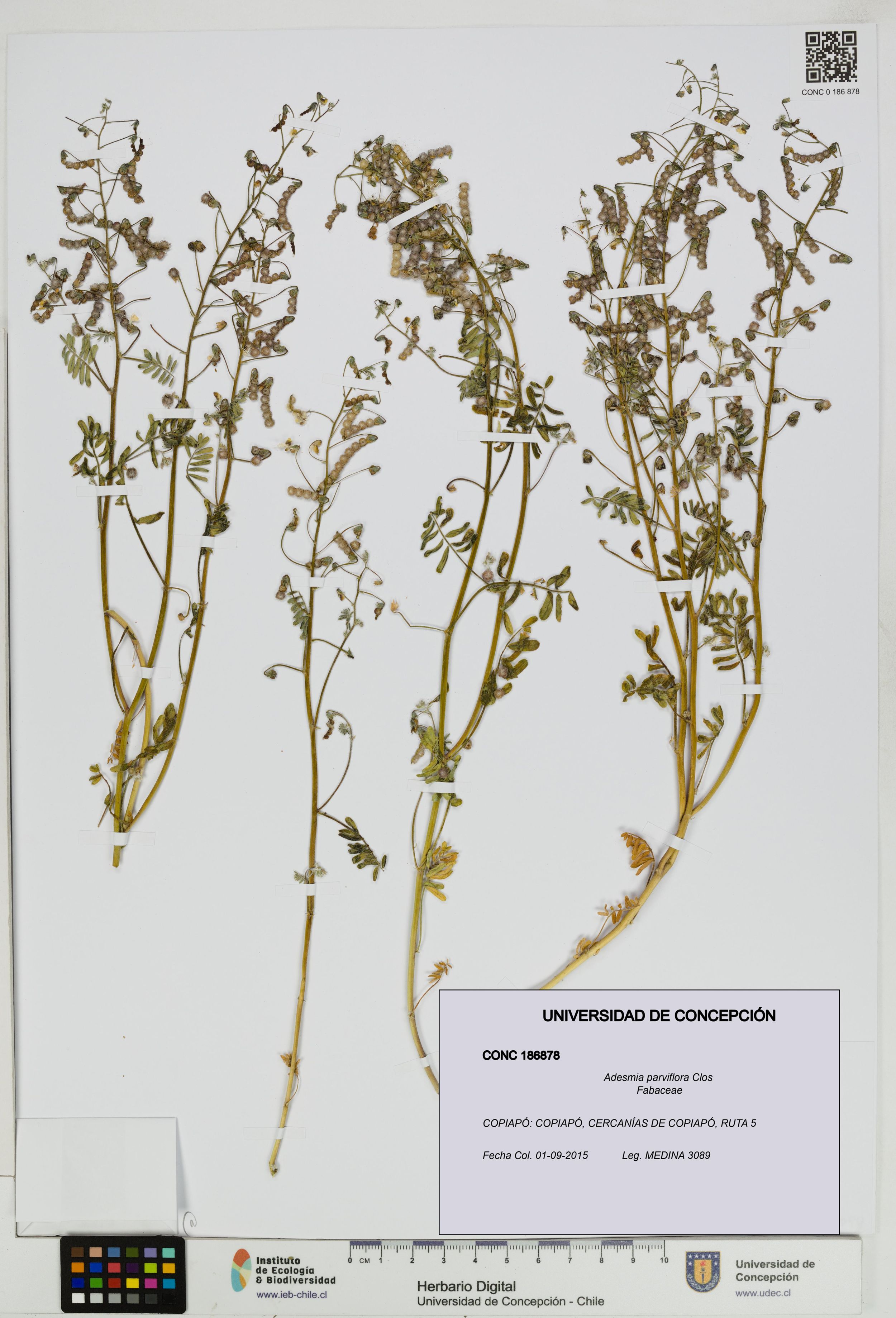 Adesmia parviflora [Espécimen: ]