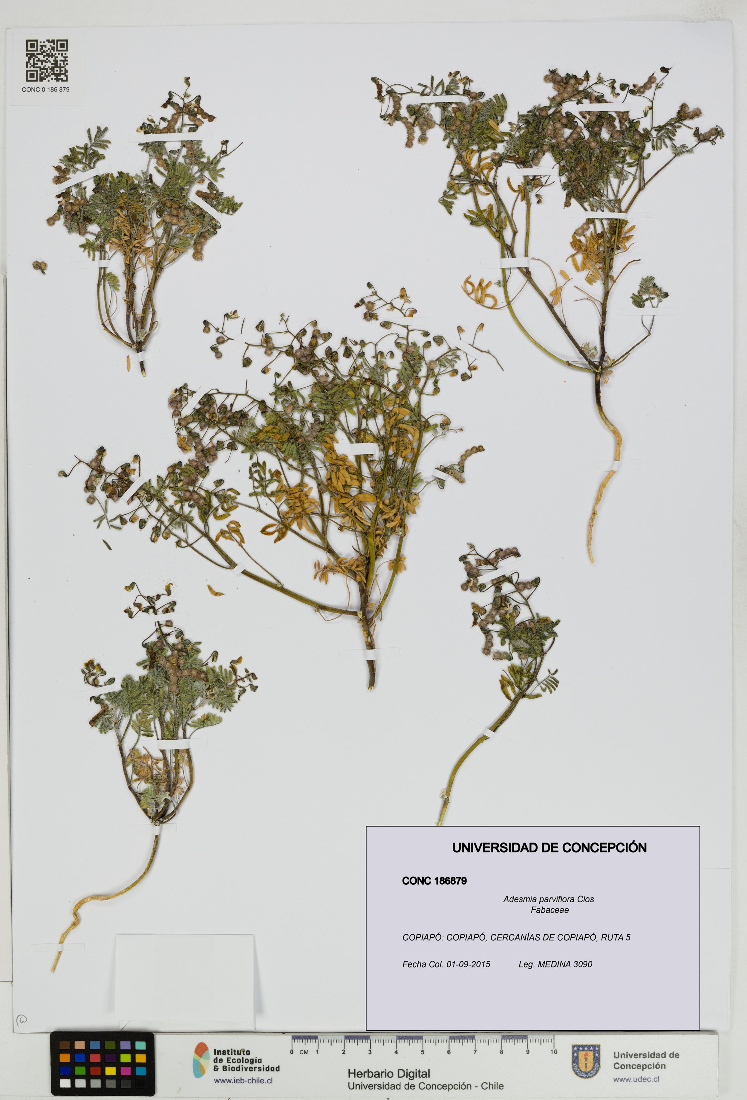 Adesmia parviflora [Espécimen: ]