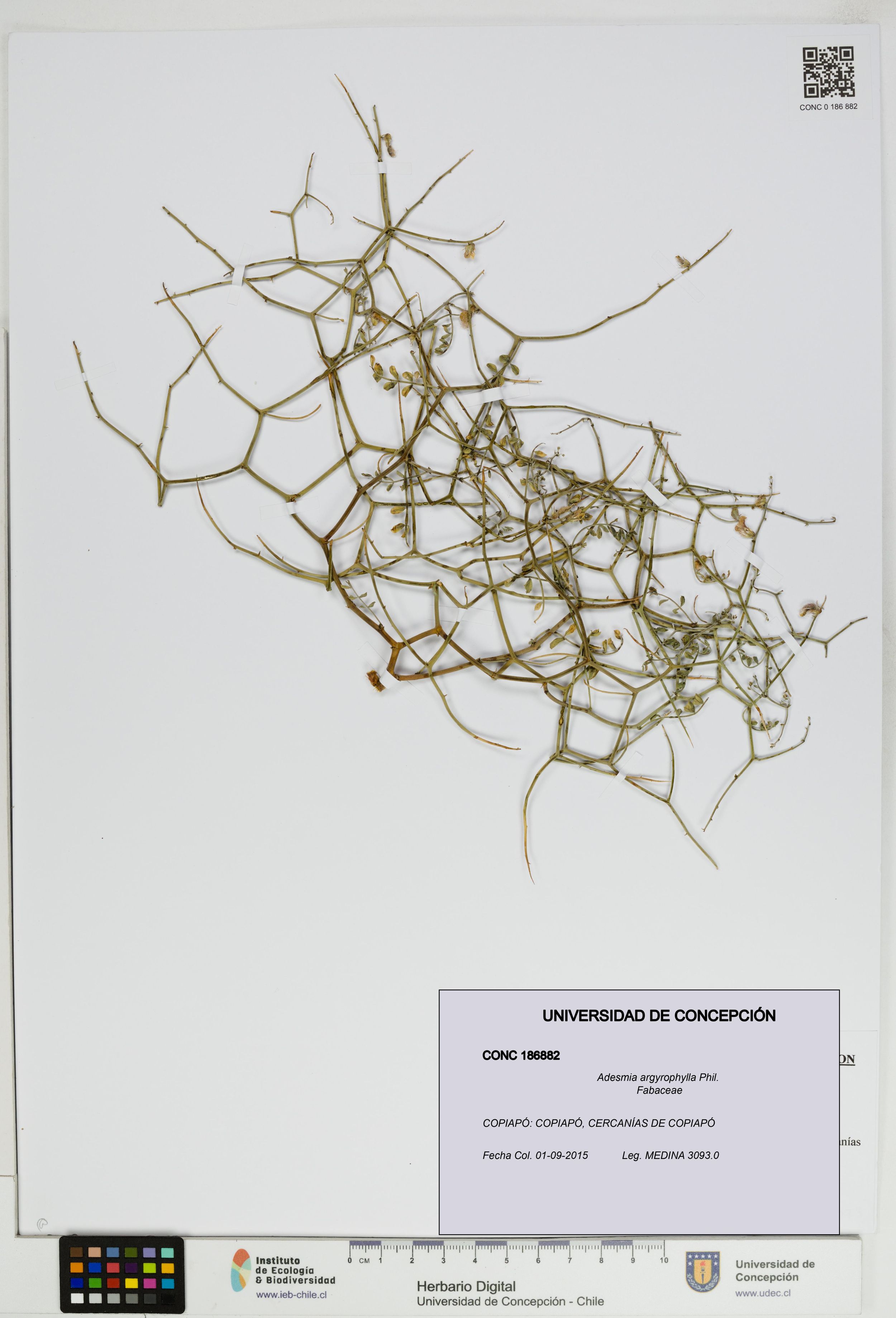 Adesmia argyrophylla [Espécimen: ]