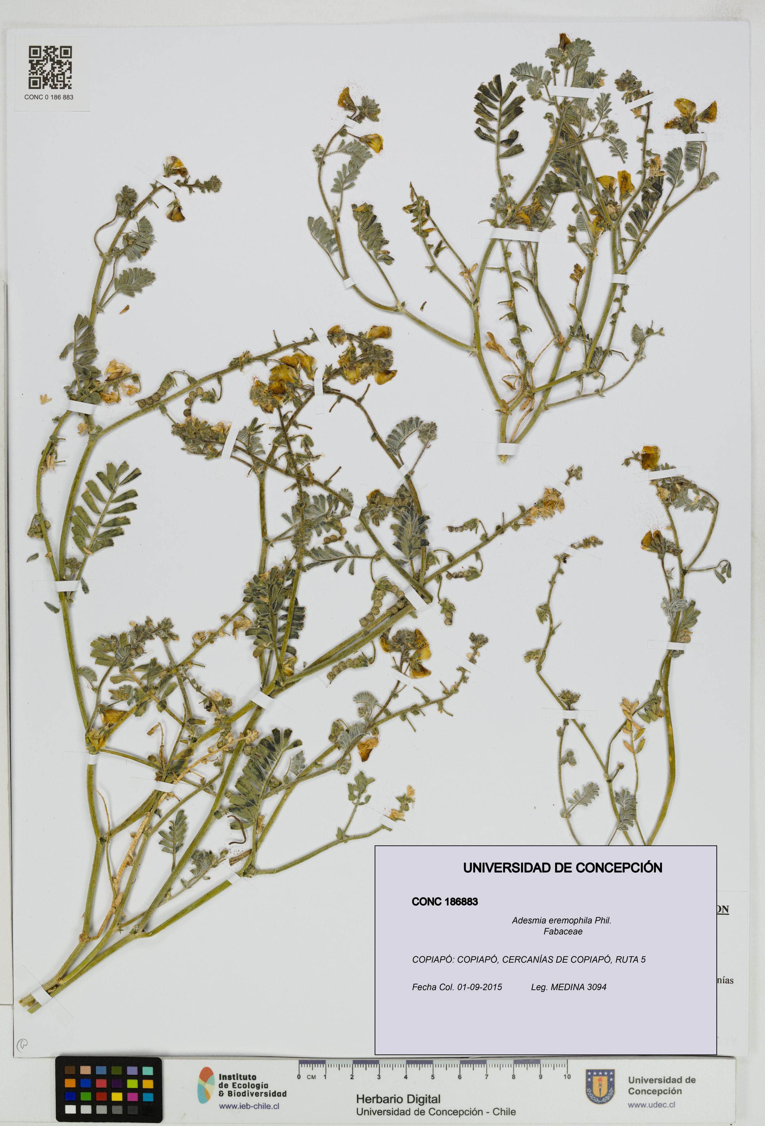 Adesmia eremophila [Espécimen: ]