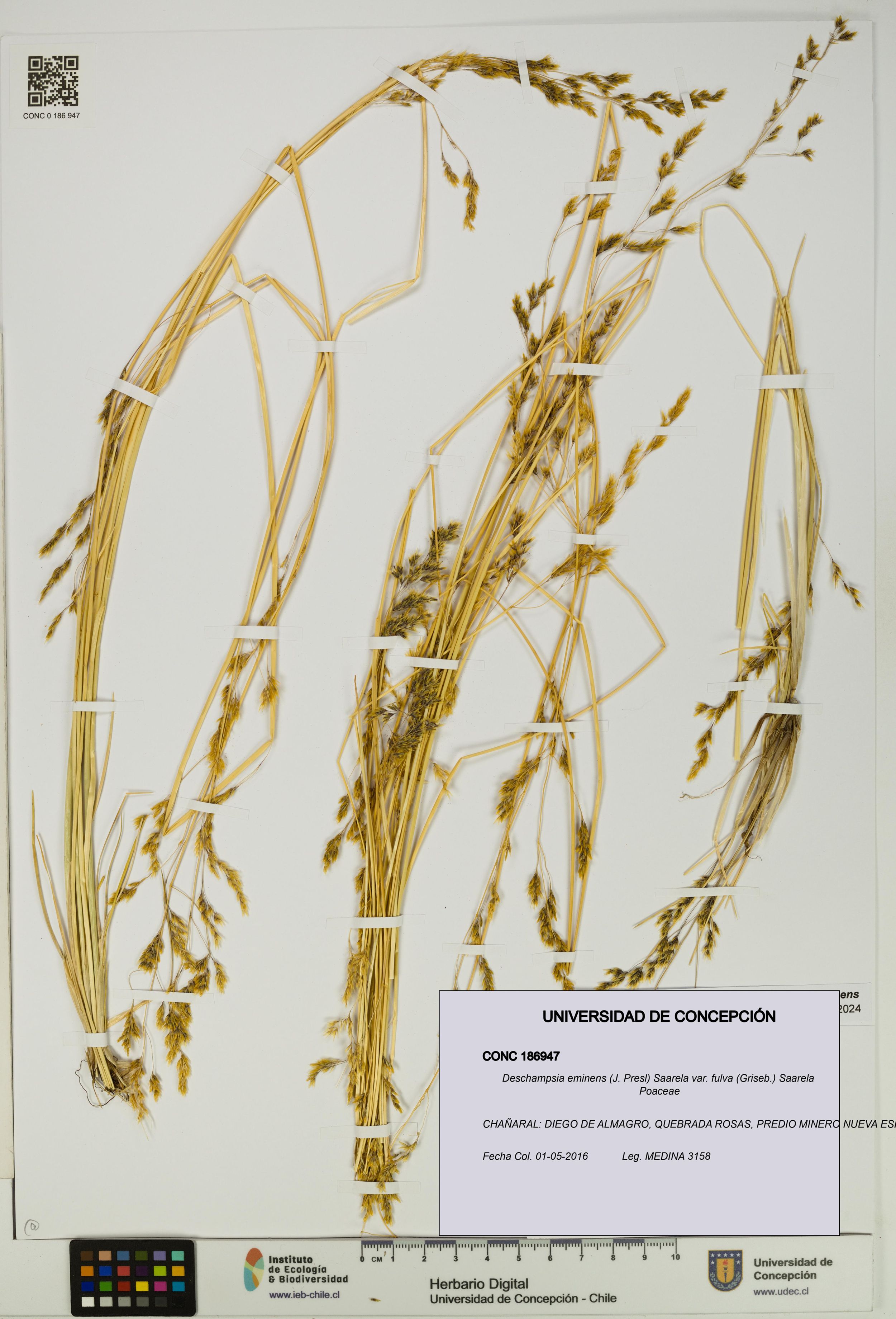 Deschampsia eminens [Espécimen: ]