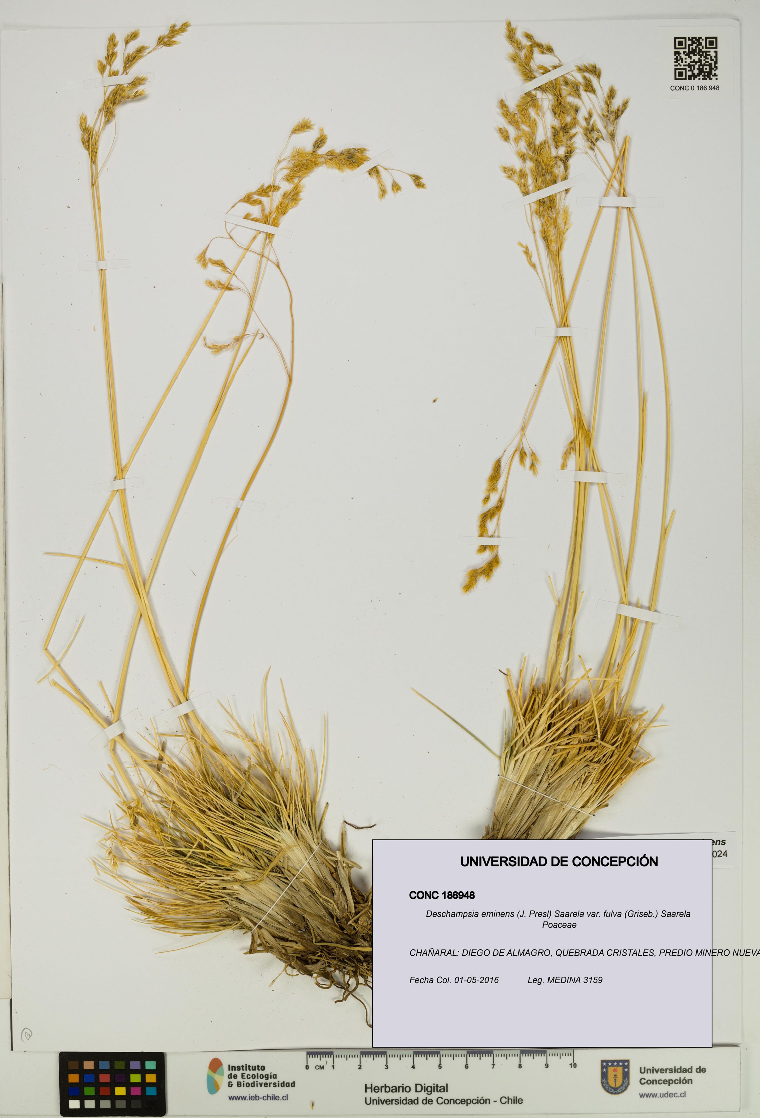 Deschampsia eminens [Espécimen: ]