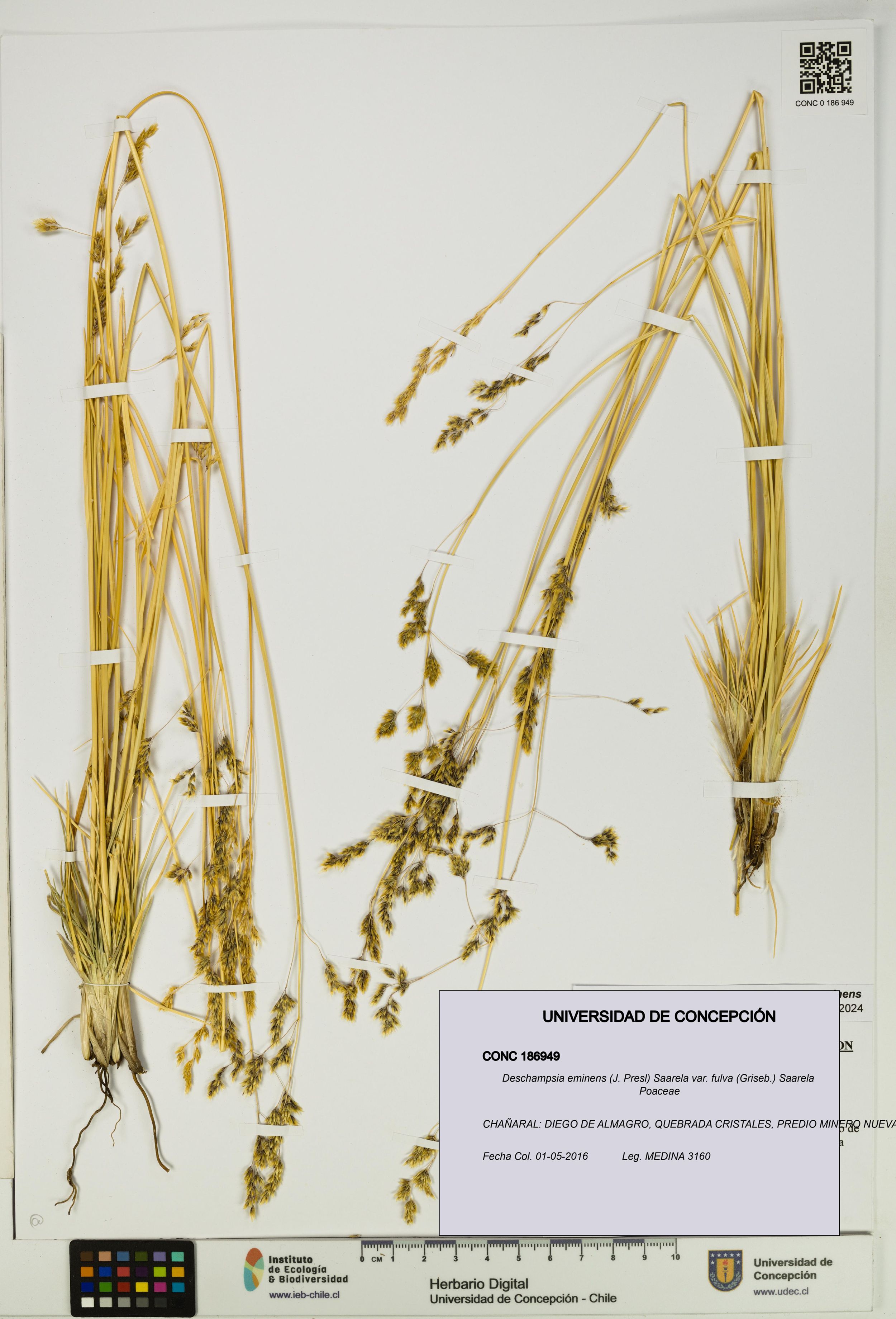 Deschampsia eminens [Espécimen: ]
