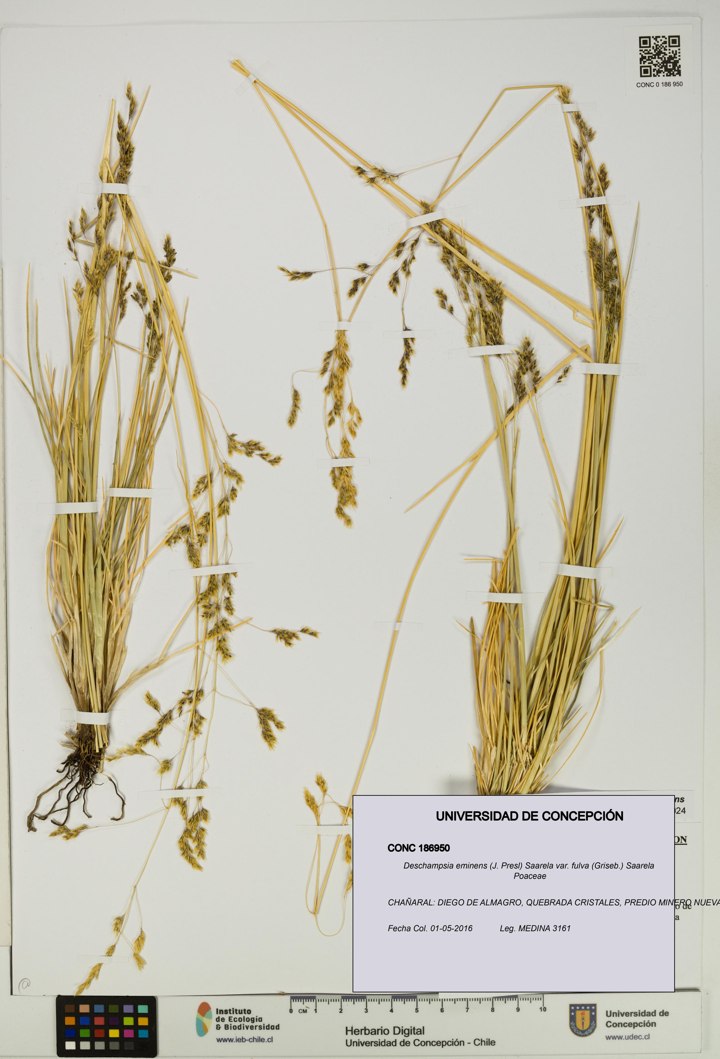 Deschampsia eminens [Espécimen: ]