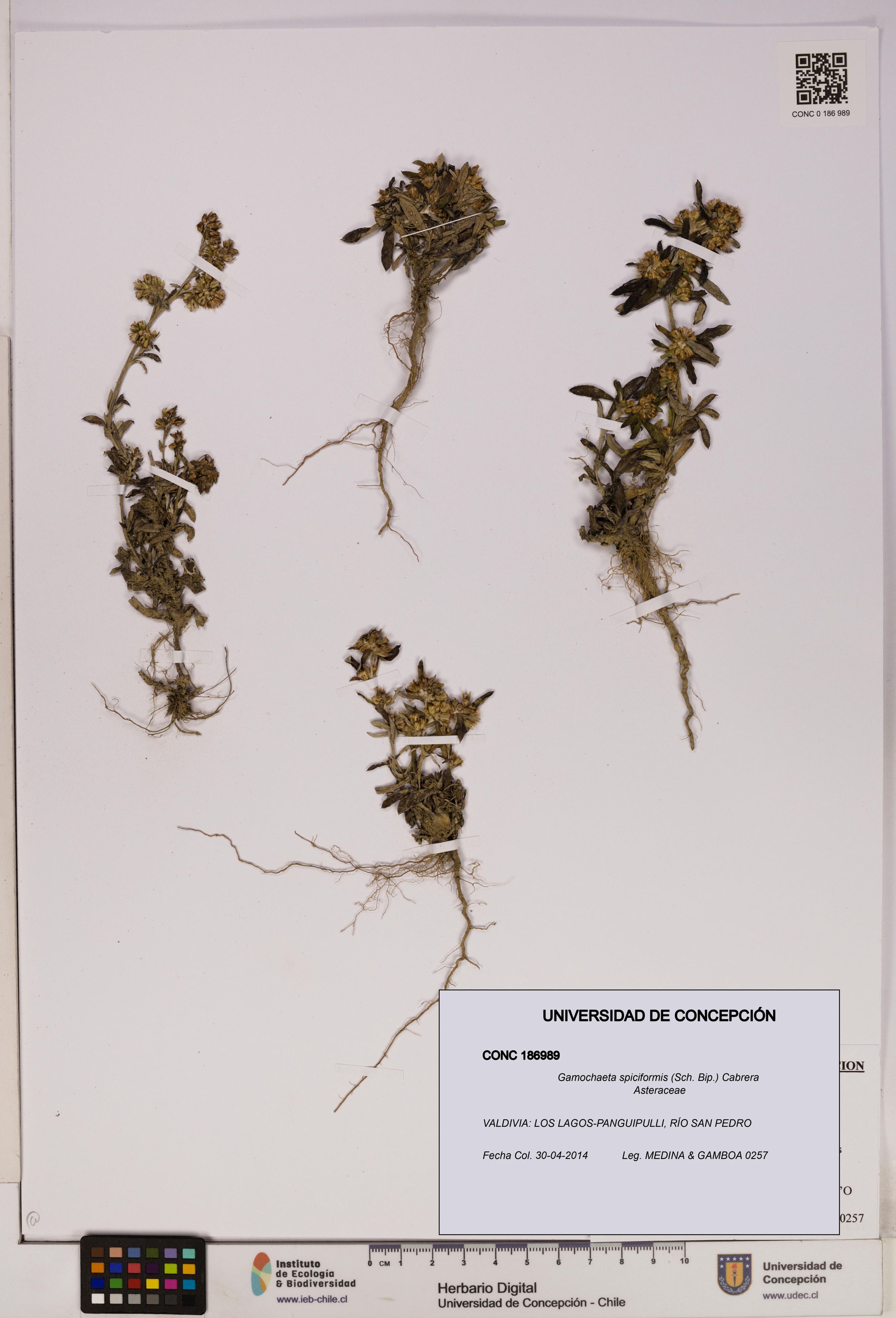Gamochaeta spiciformis [Espécimen: ]