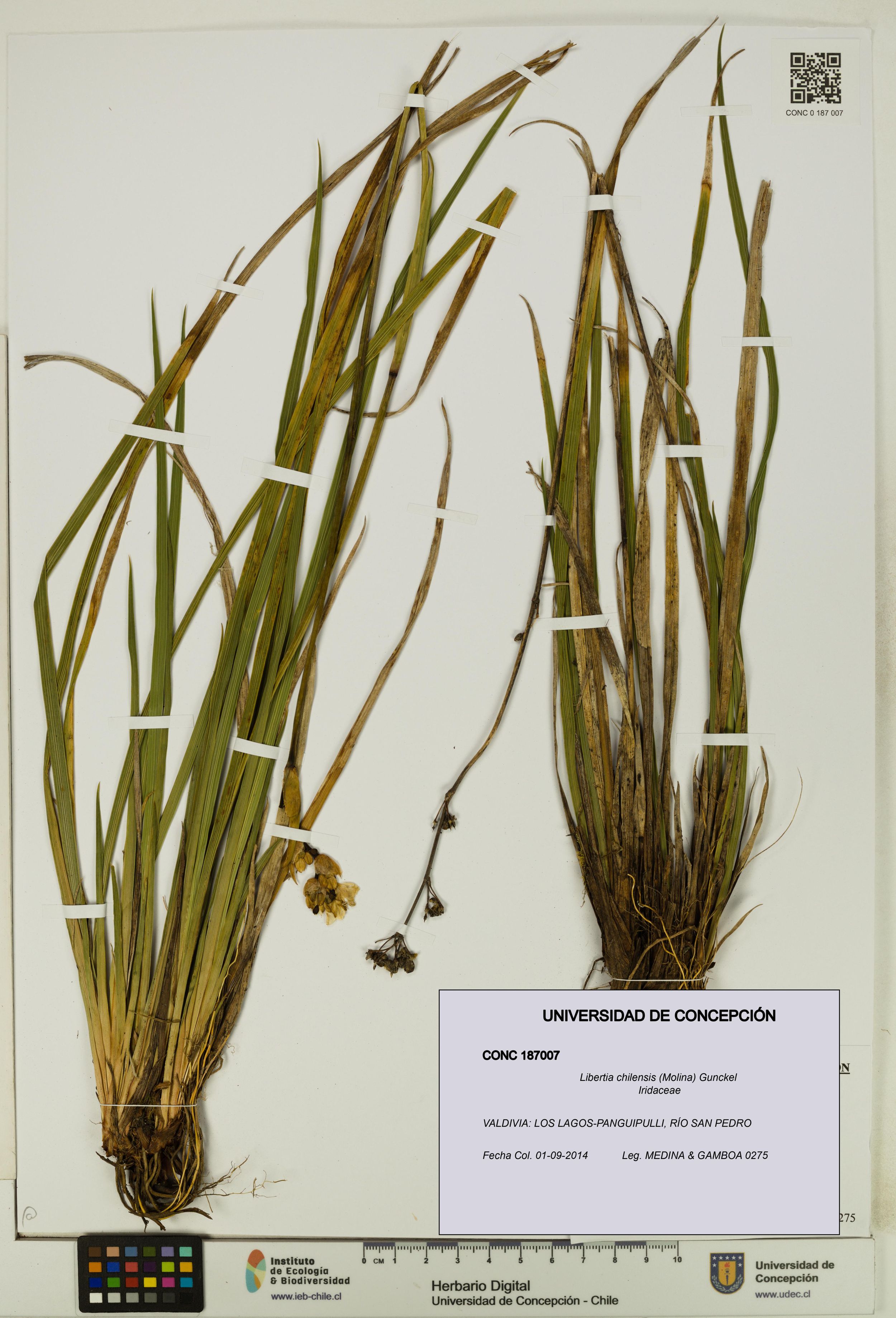 Libertia chilensis [Espécimen: ]